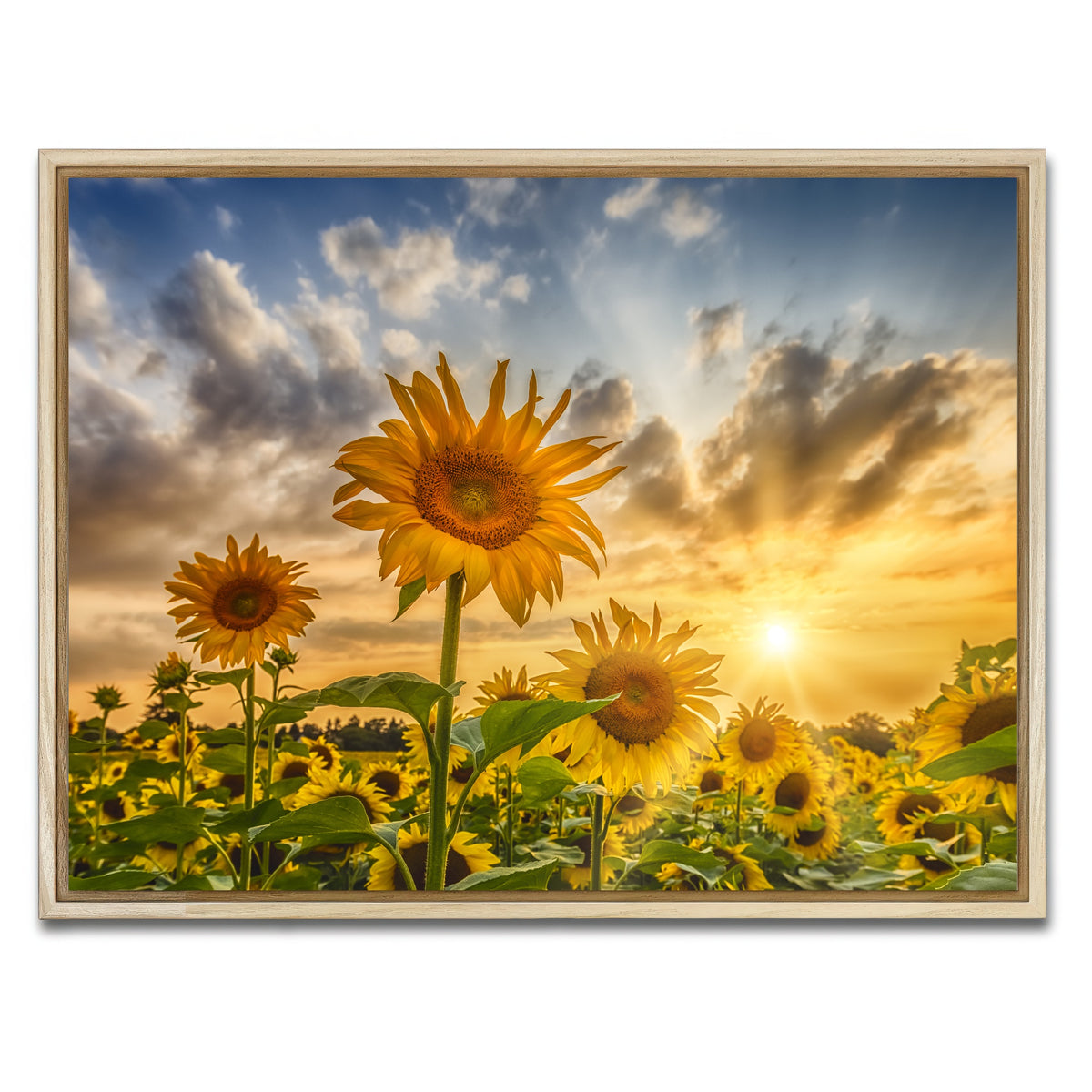 AUTO-MOCKUP WHITE | Charming sunflowers in sunset | 1 Piece | Natural Framed Canvas | group=4x3