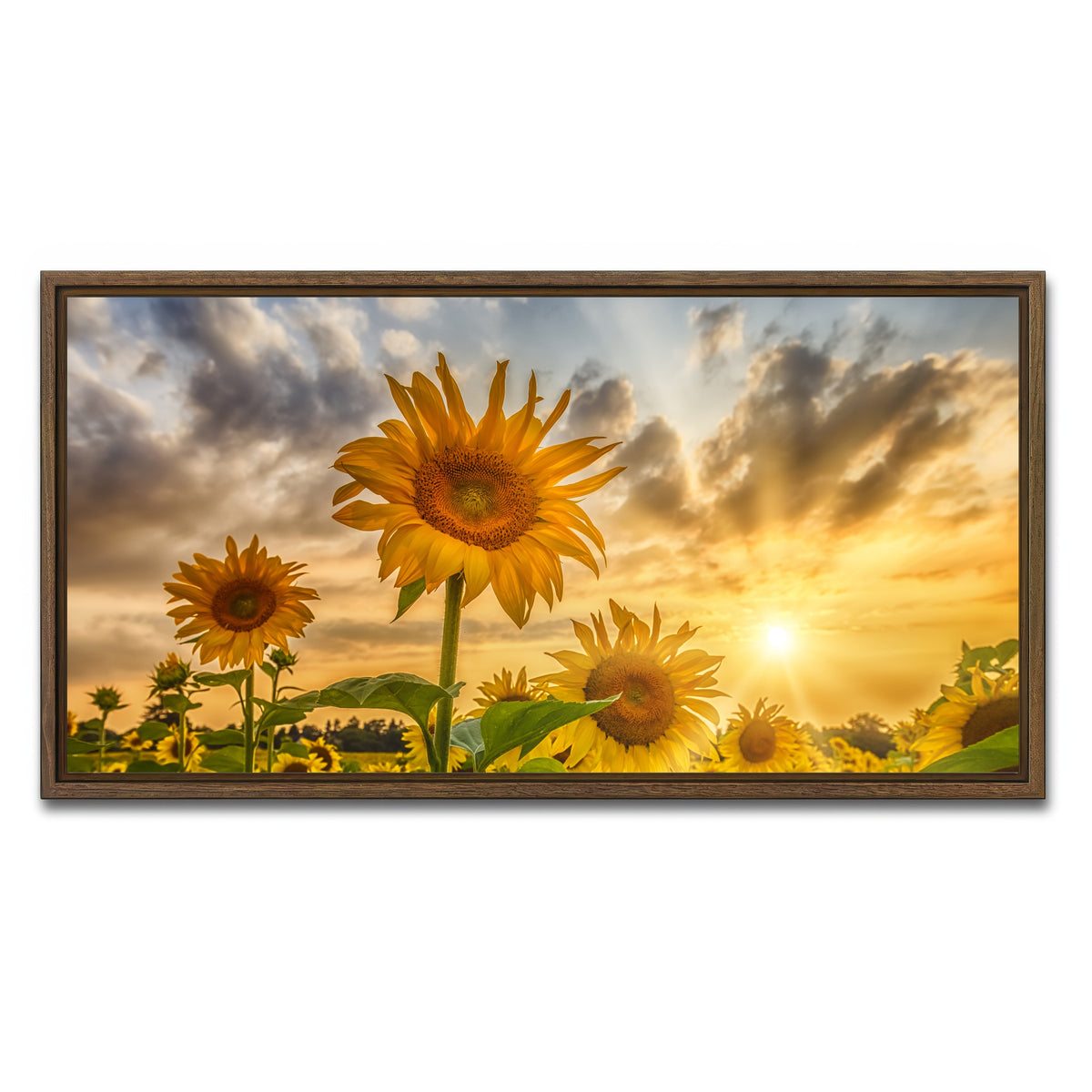 AUTO-MOCKUP WHITE | Charming sunflowers in sunset | 1 Piece | Walnut Framed Canvas | group=2x1
