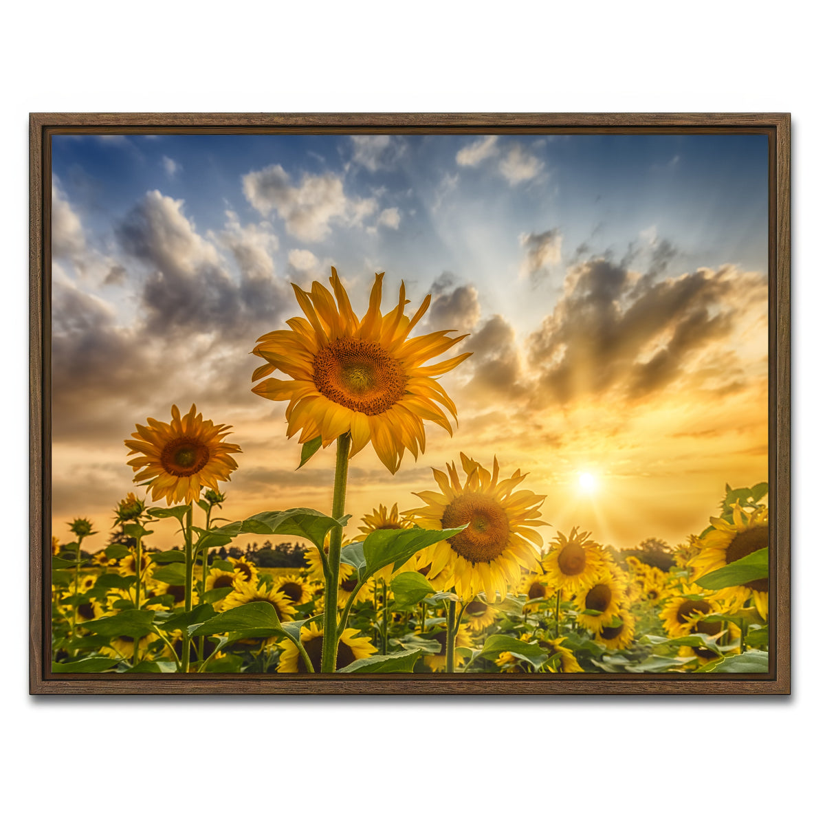 AUTO-MOCKUP WHITE | Charming sunflowers in sunset | 1 Piece | Walnut Framed Canvas | group=4x3