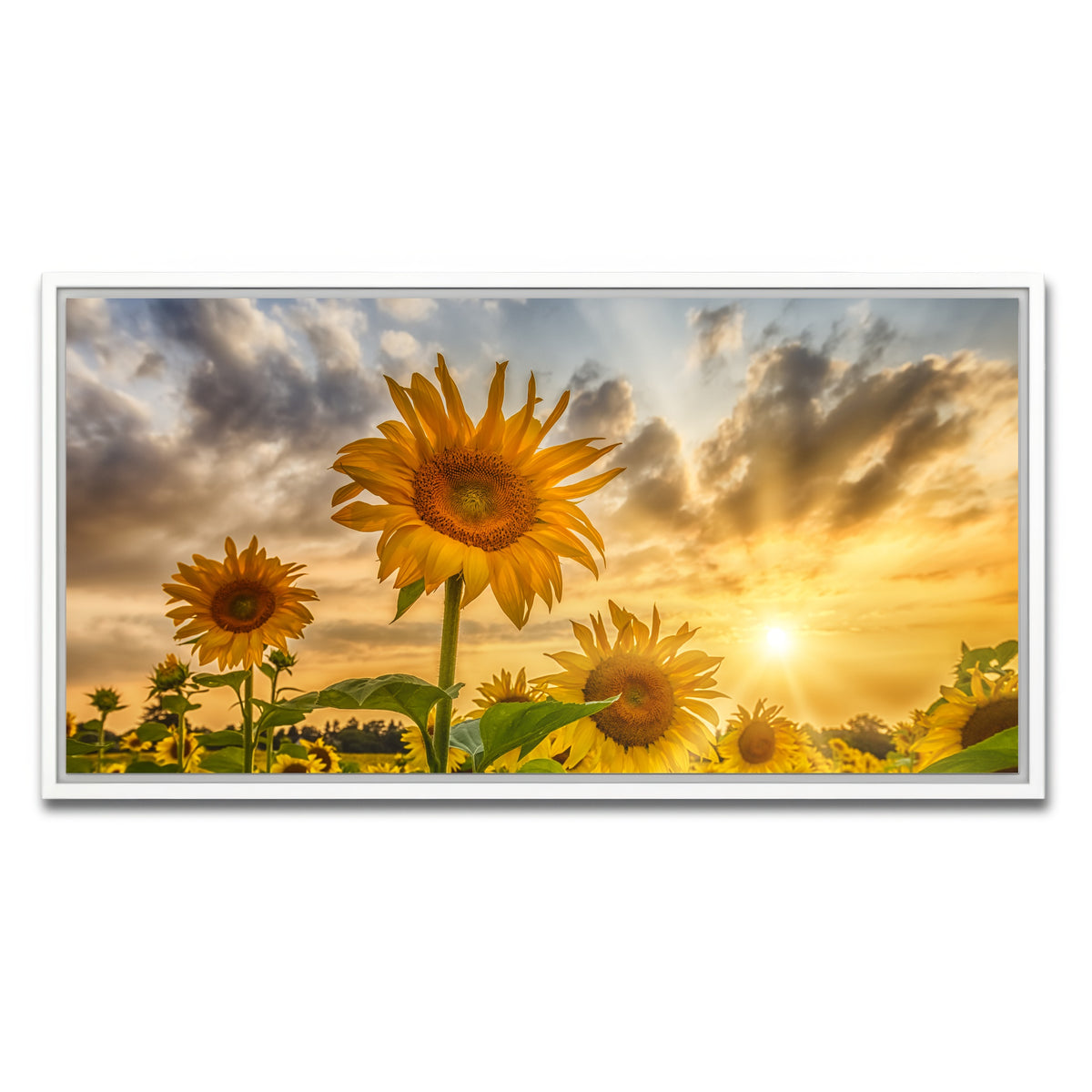 AUTO-MOCKUP WHITE | Charming sunflowers in sunset | 1 Piece | White Framed Canvas | group=2x1
