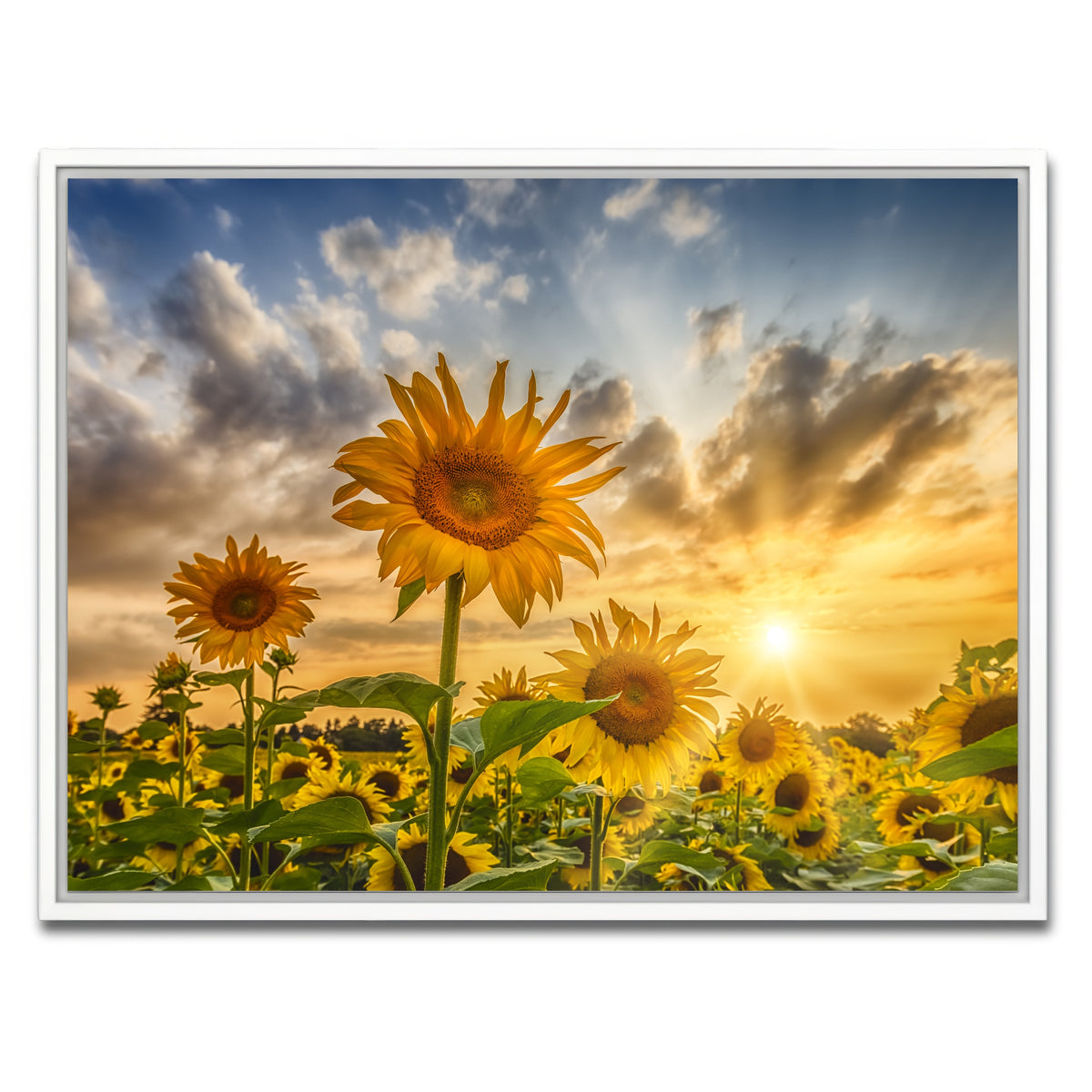 AUTO-MOCKUP WHITE | Charming sunflowers in sunset | 1 Piece | White Framed Canvas | group=4x3