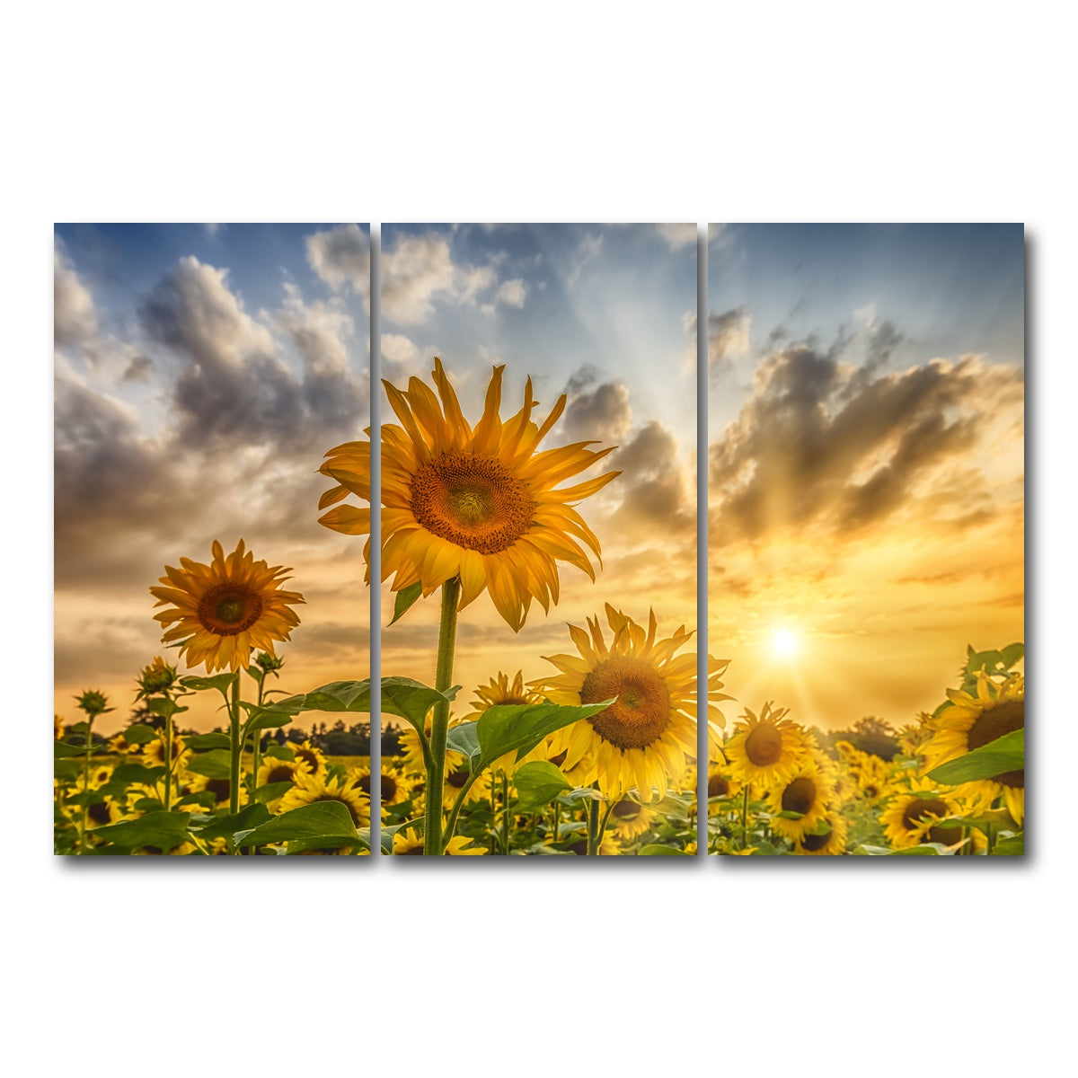 AUTO-MOCKUP WHITE | Charming sunflowers in sunset | 3 Piece | Gallery Wrap Canvas | group=12x24