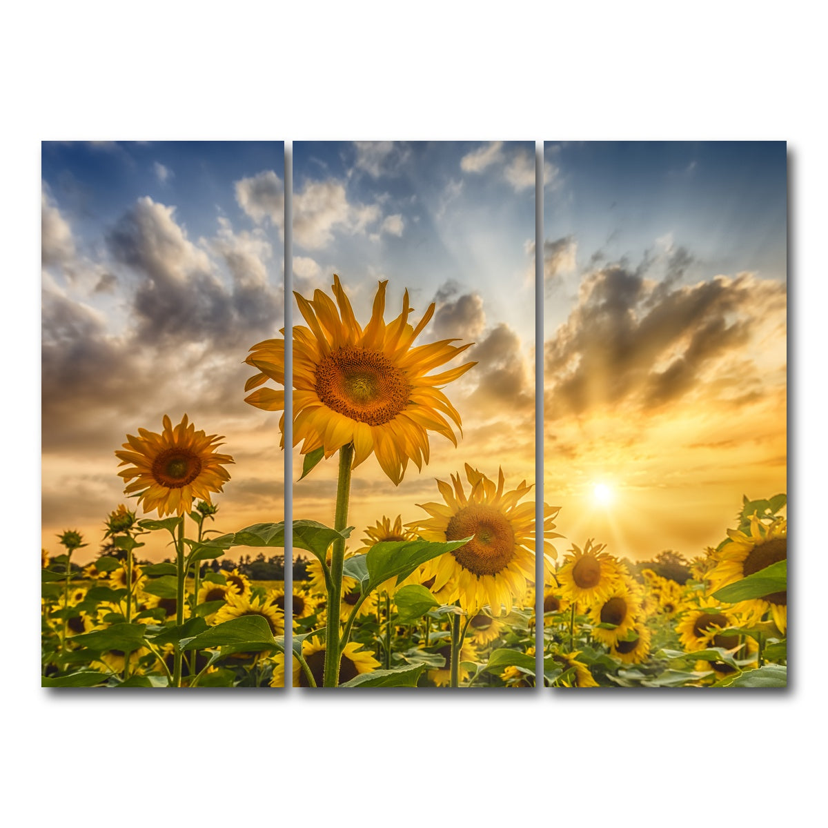 AUTO-MOCKUP WHITE | Charming sunflowers in sunset | 3 Piece | Gallery Wrap Canvas | group=8x18