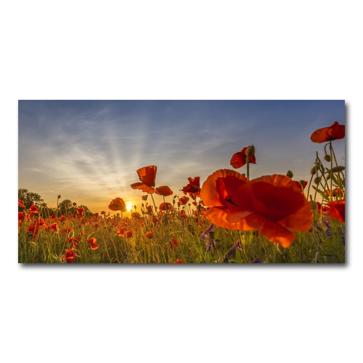 AUTO-MOCKUP WHITE | Charming sunset in poppy field | 1 Piece | Gallery Wrap Canvas | group=2x1