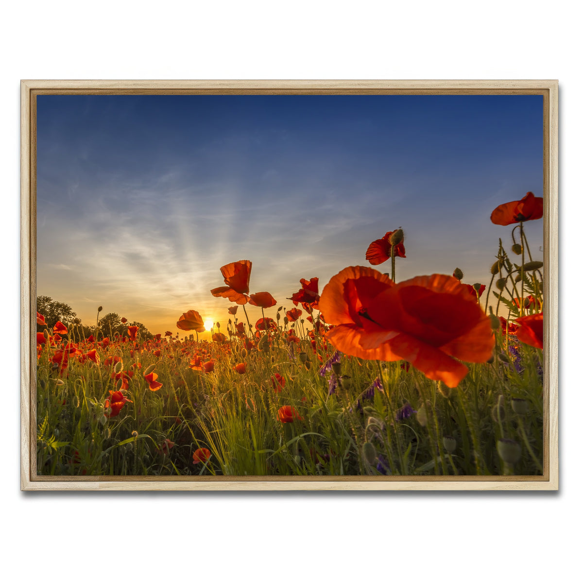 AUTO-MOCKUP WHITE | Charming sunset in poppy field | 1 Piece | Natural Framed Canvas | group=4x3