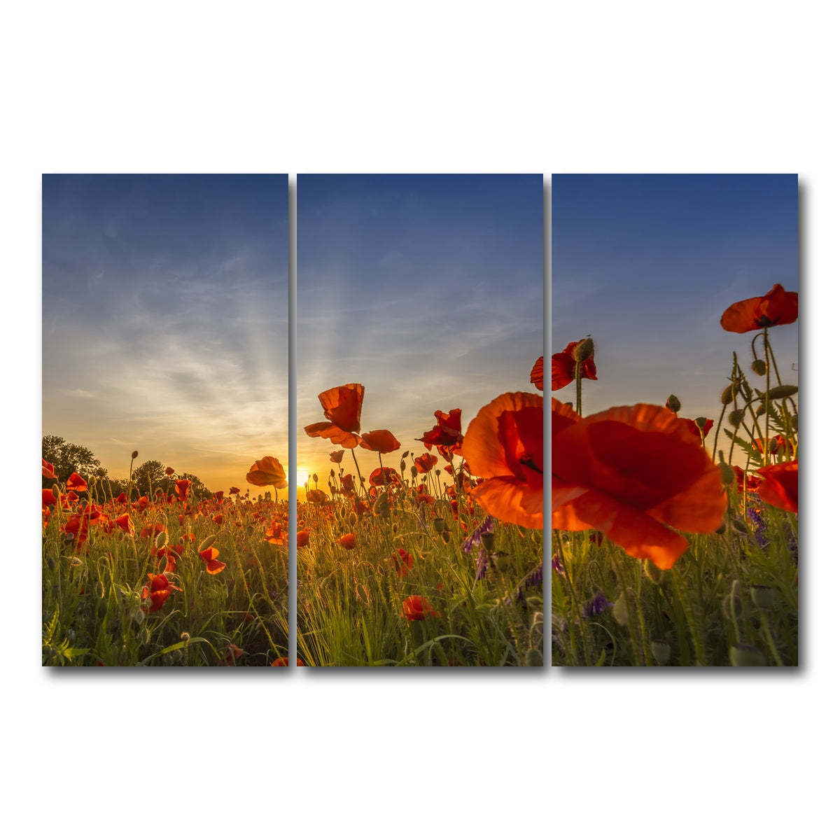 AUTO-MOCKUP WHITE | Charming sunset in poppy field | 3 Piece | Gallery Wrap Canvas | group=12x24