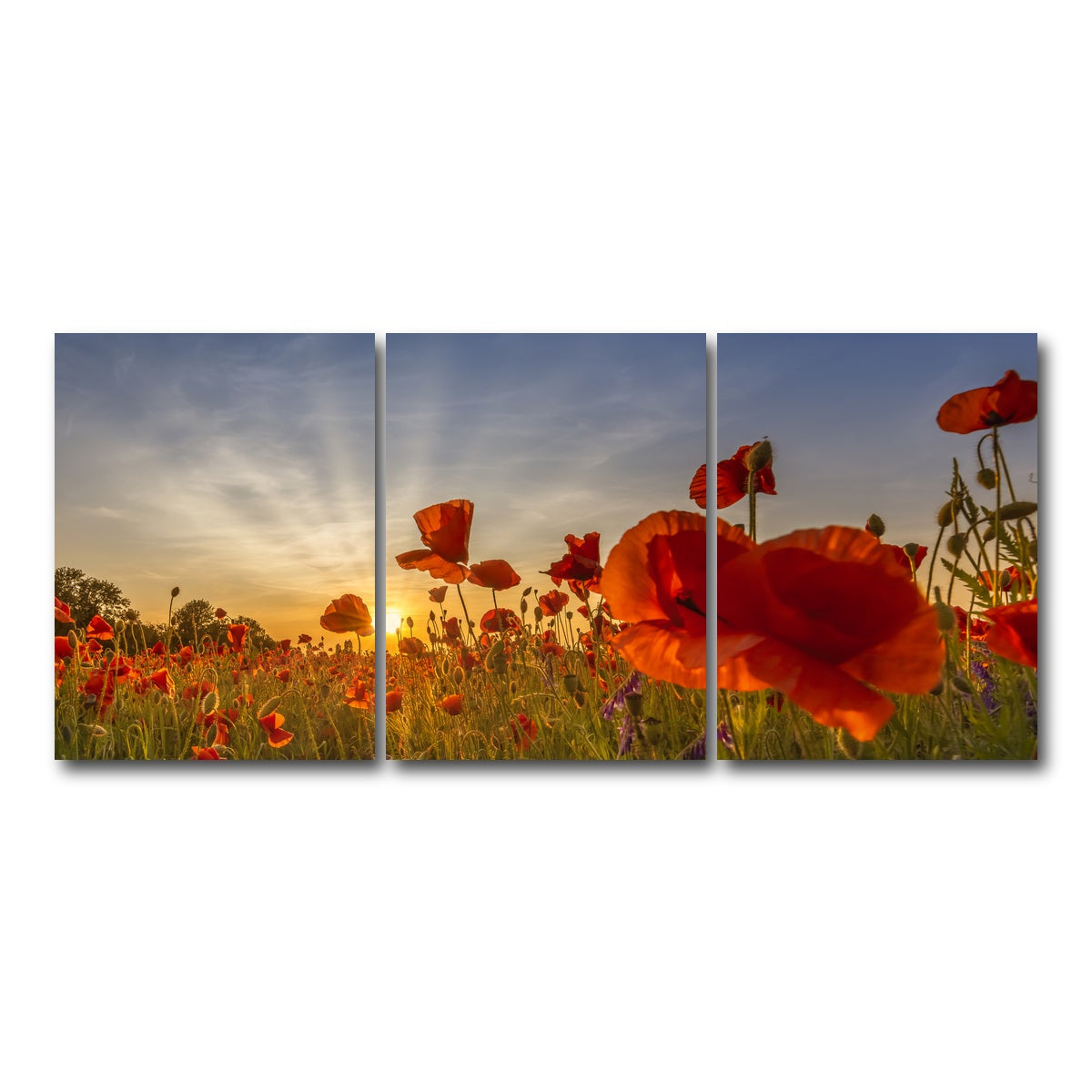 AUTO-MOCKUP WHITE | Charming sunset in poppy field | 3 Piece | Gallery Wrap Canvas | group=18x24