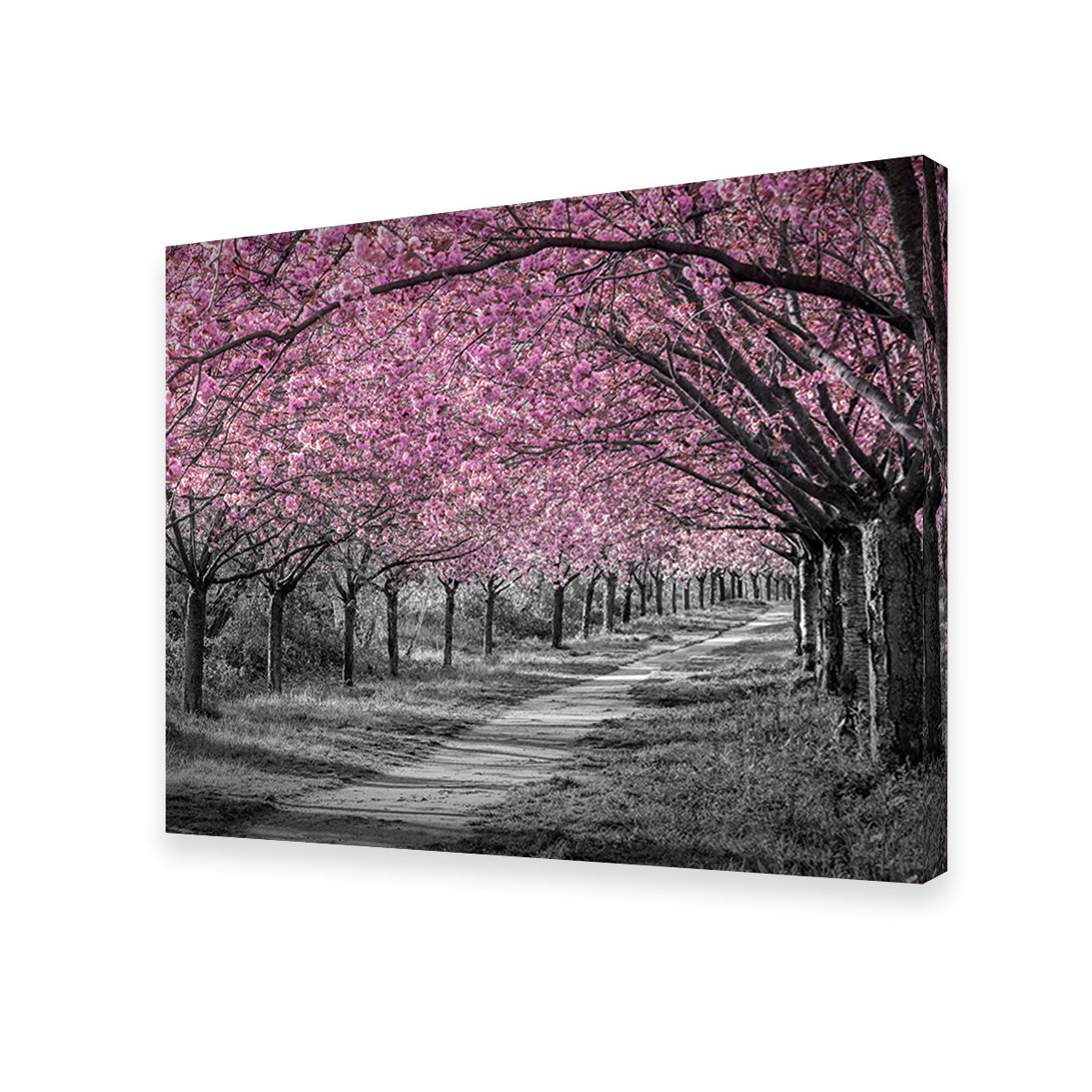 Charming Cherry Blossom Alley in Pink Wall Art
