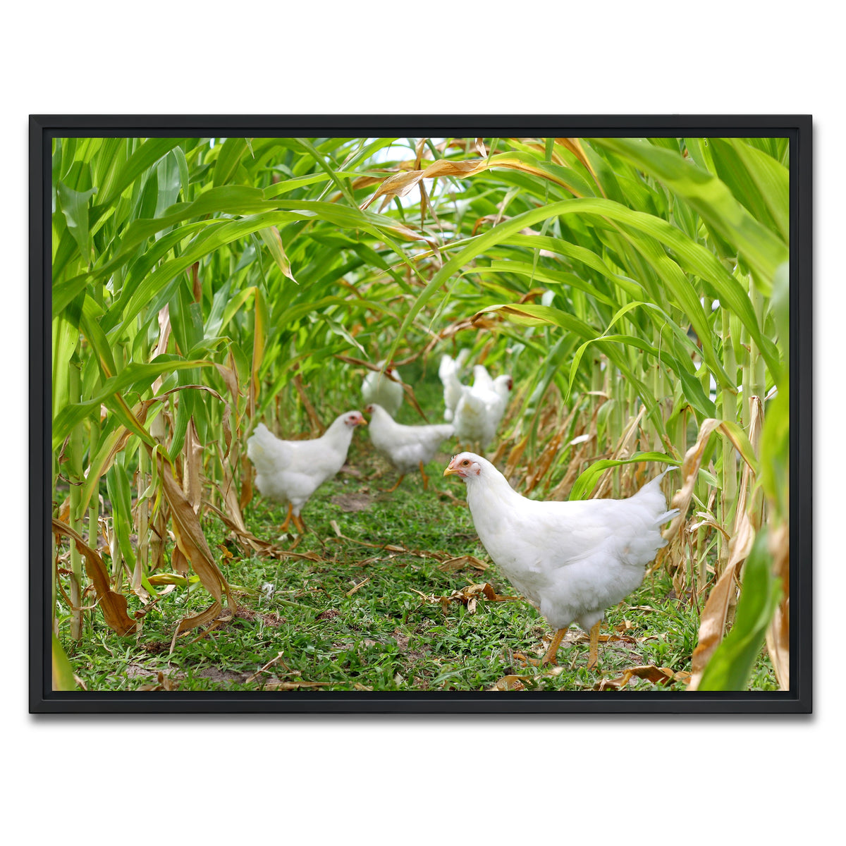 AUTO-MOCKUP WHITE | Chickens in Corn Field | 1 Piece | Black Framed Canvas | group=4x3