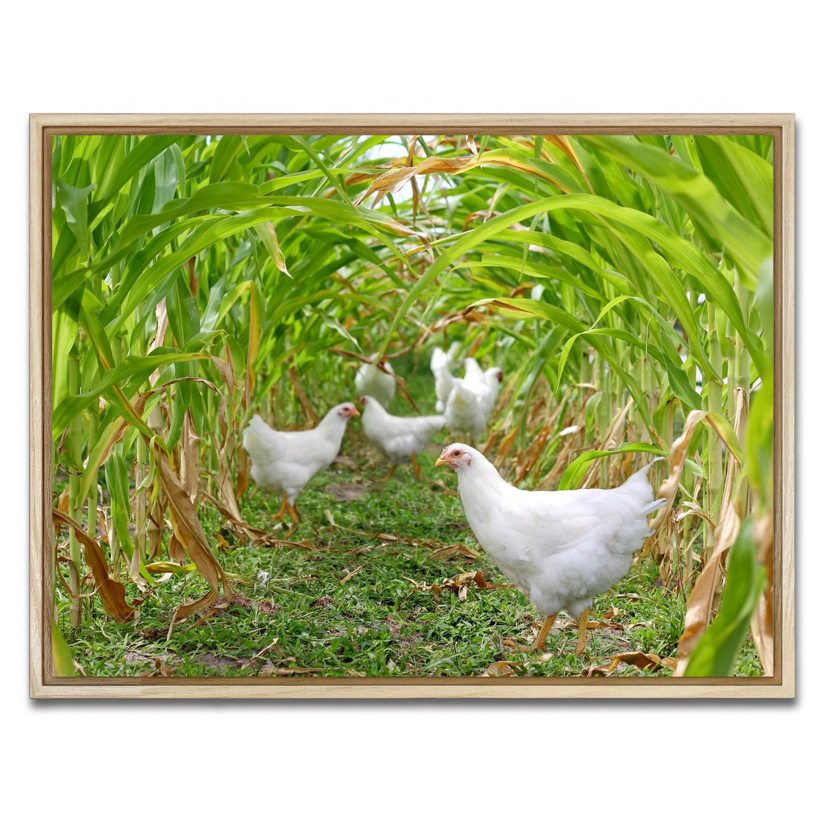 AUTO-MOCKUP WHITE | Chickens in Corn Field | 1 Piece | Natural Framed Canvas | group=4x3
