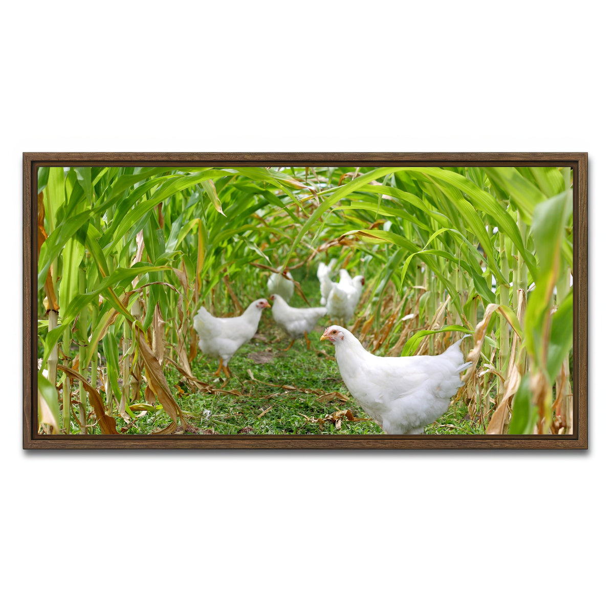AUTO-MOCKUP WHITE | Chickens in Corn Field | 1 Piece | Walnut Framed Canvas | group=2x1