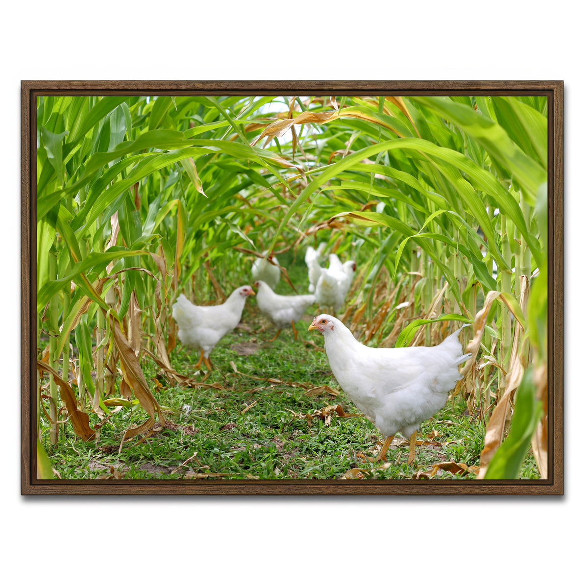 AUTO-MOCKUP WHITE | Chickens in Corn Field | 1 Piece | Walnut Framed Canvas | group=4x3