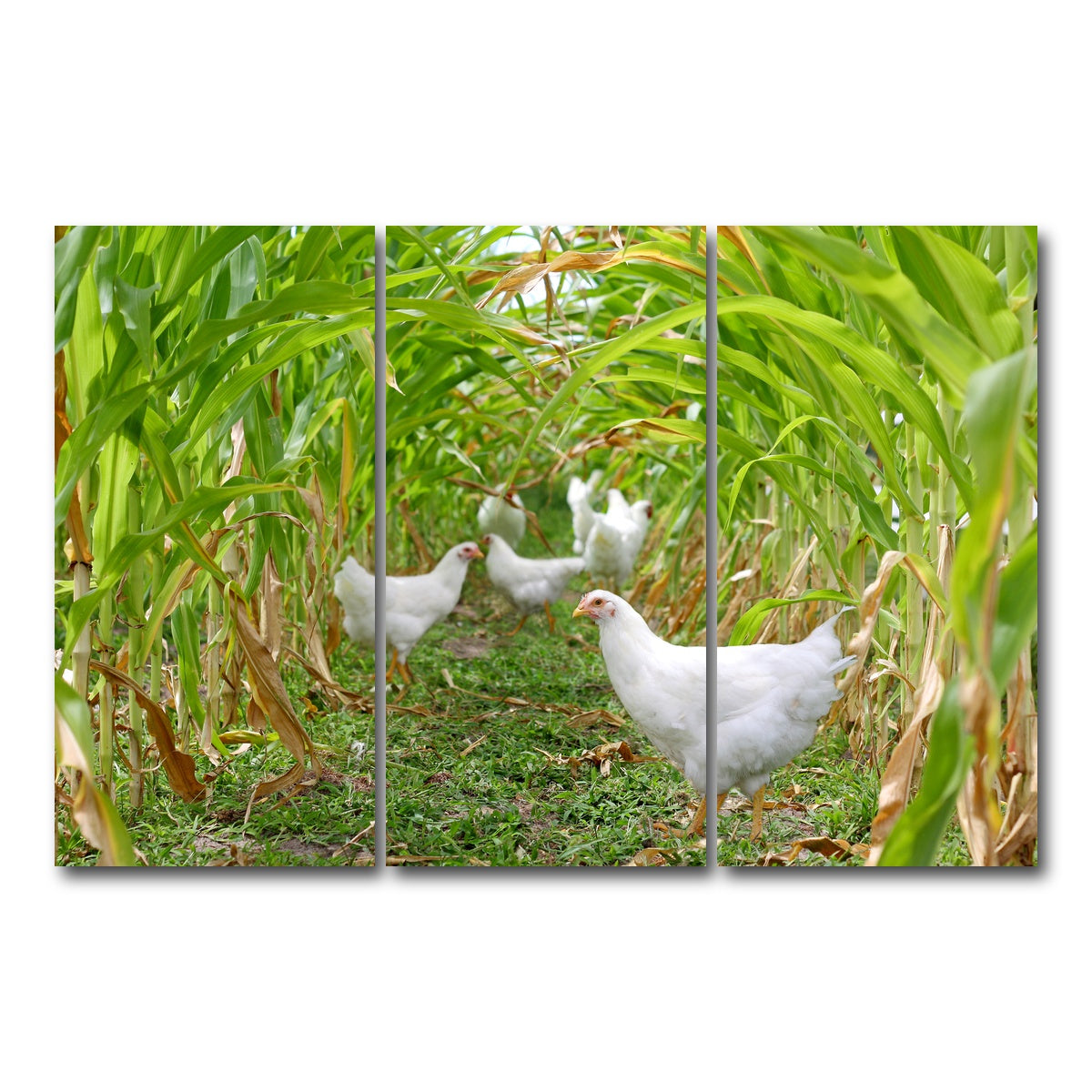 AUTO-MOCKUP WHITE | Chickens in Corn Field | 3 Piece | Gallery Wrap Canvas | group=12x24