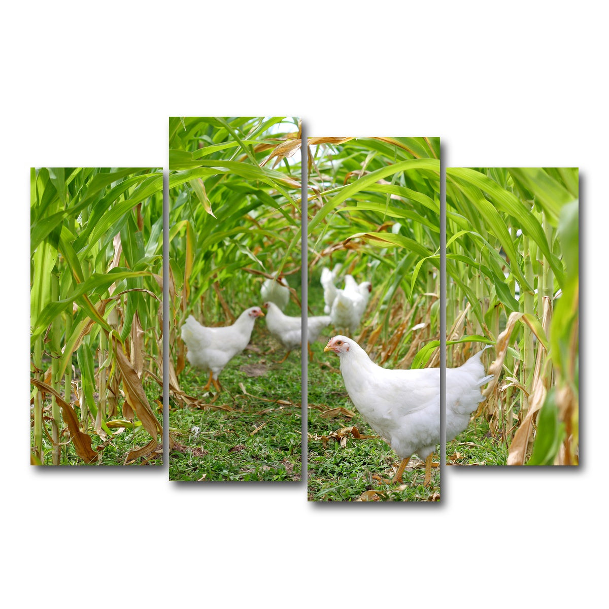 AUTO-MOCKUP WHITE | Chickens in Corn Field | 4 Piece | Gallery Wrap Canvas | group=4_normal