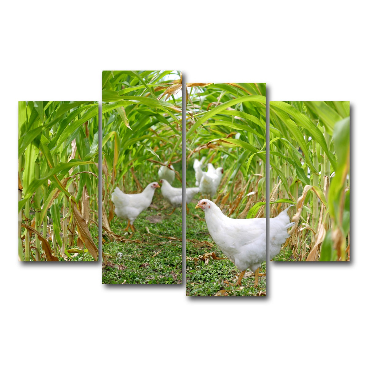 AUTO-MOCKUP WHITE | Chickens in Corn Field | 4 Piece | Gallery Wrap Canvas | group=4_short