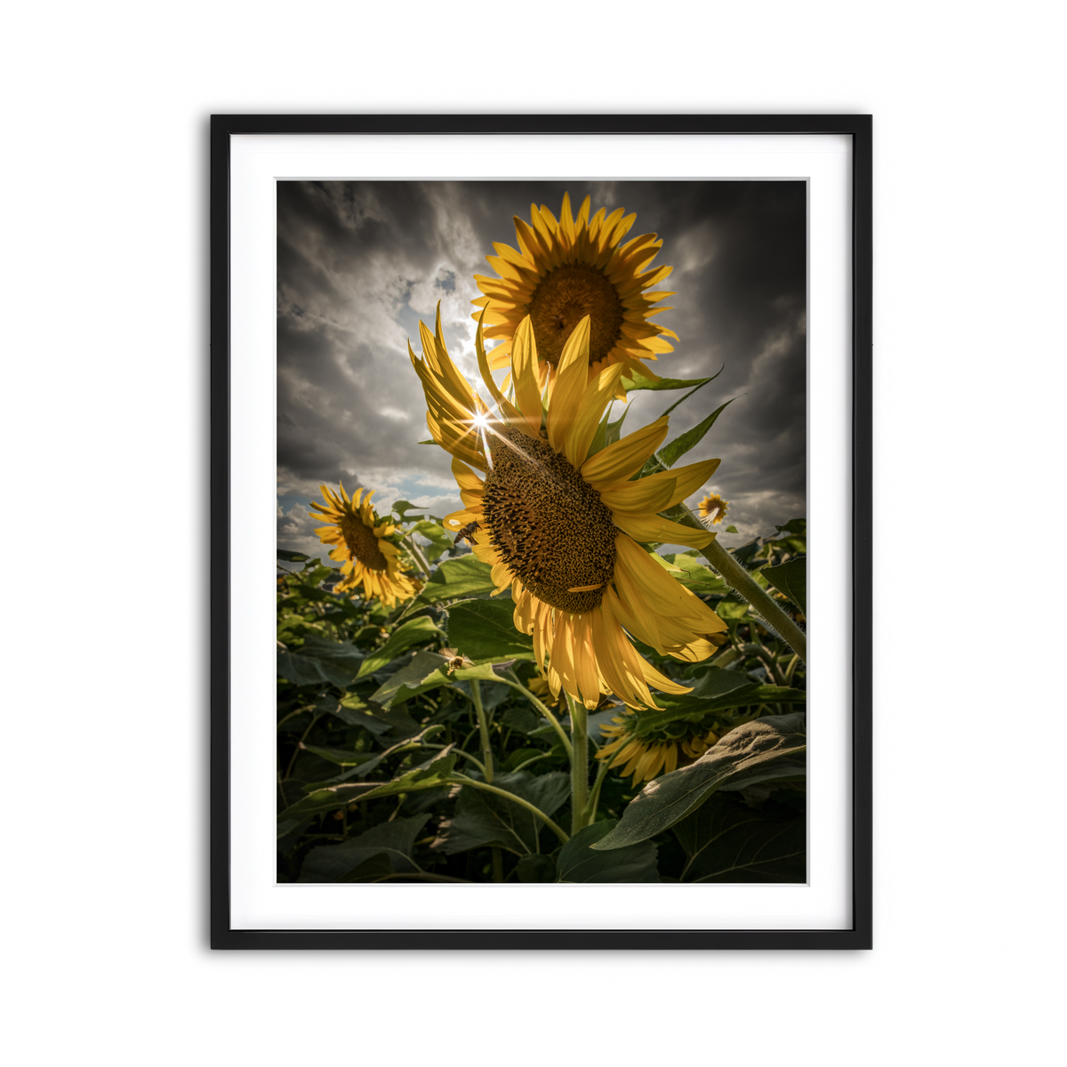 Framed Print 3x4 Black
