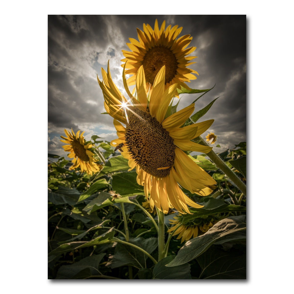 AUTO-MOCKUP WHITE | Cloudy Sunflowers | 1 Piece | Gallery Wrap Canvas | group=3x4