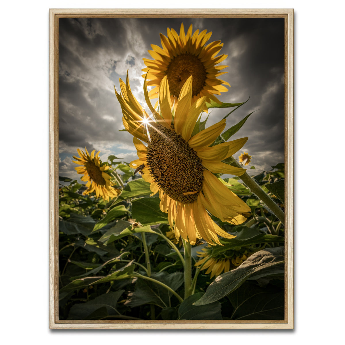 AUTO-MOCKUP WHITE | Cloudy Sunflowers | 1 Piece | Natural Framed Canvas | group=3x4