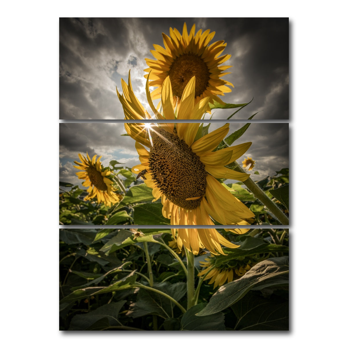 AUTO-MOCKUP WHITE | Cloudy Sunflowers | 3 Piece | Gallery Wrap Canvas | group=8x18_stacked