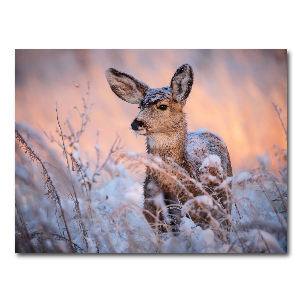 AUTO-MOCKUP WHITE | Colorado Doe | 1 Piece | Gallery Wrap Canvas | group=4x3