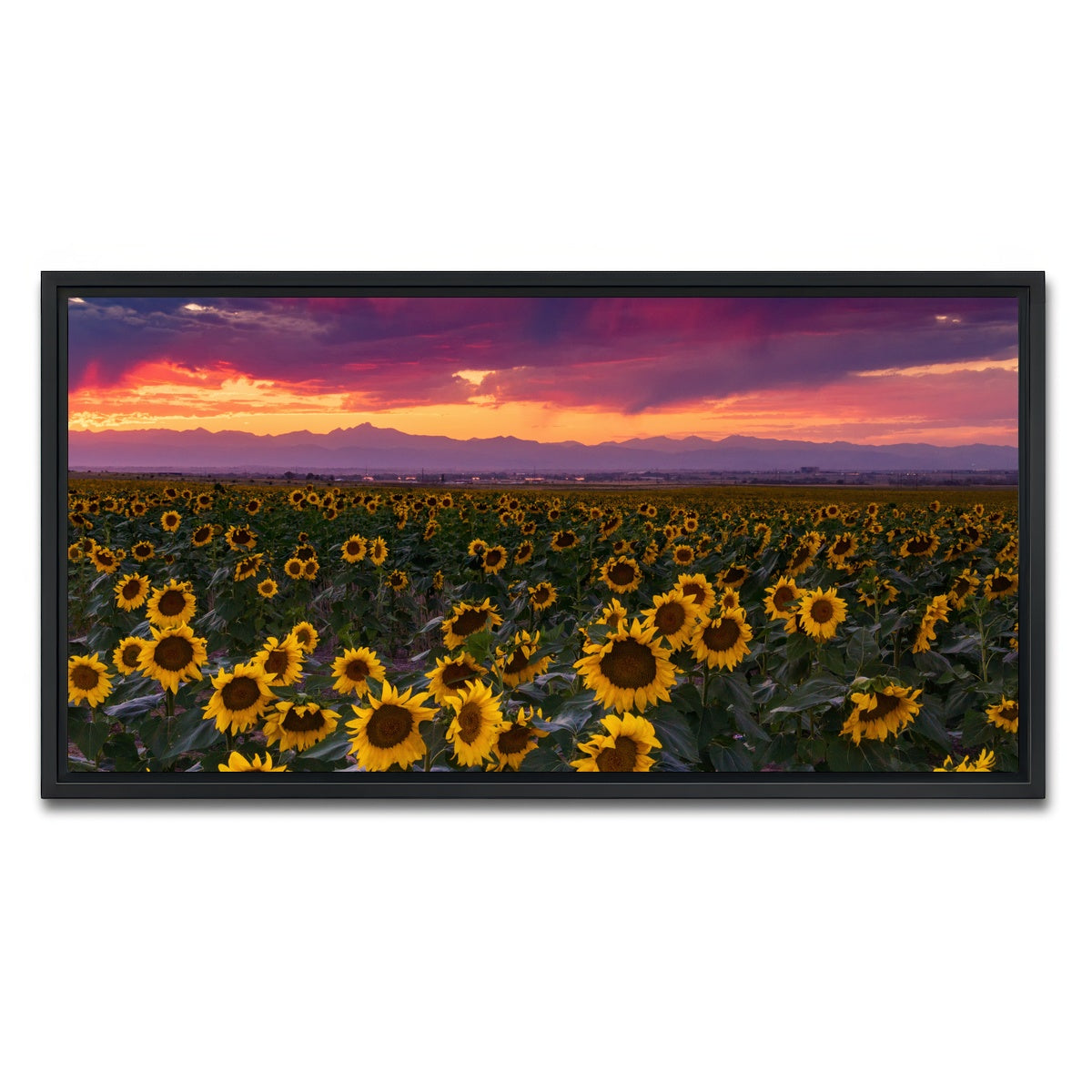 AUTO-MOCKUP WHITE | Colorado Sunflowers | 1 Piece | Black Framed Canvas | group=2x1