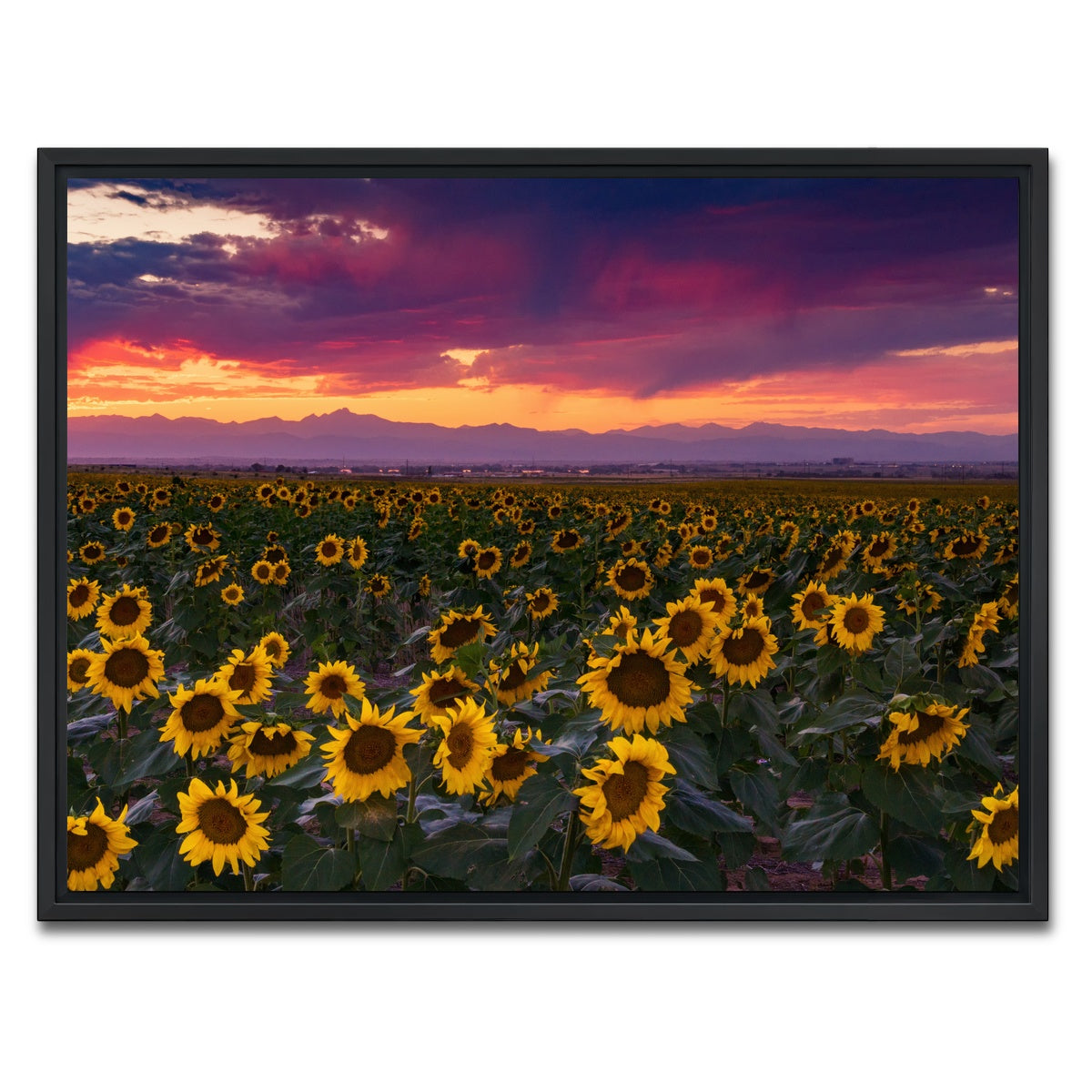 AUTO-MOCKUP WHITE | Colorado Sunflowers | 1 Piece | Black Framed Canvas | group=4x3