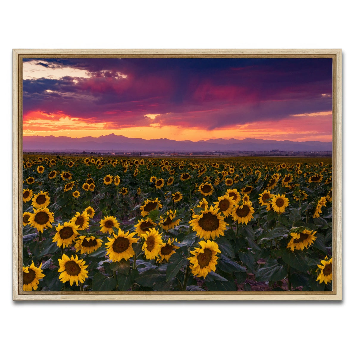 AUTO-MOCKUP WHITE | Colorado Sunflowers | 1 Piece | Natural Framed Canvas | group=4x3