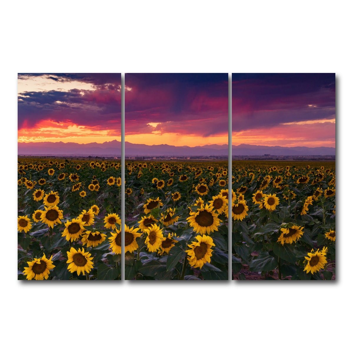 AUTO-MOCKUP WHITE | Colorado Sunflowers | 3 Piece | Gallery Wrap Canvas | group=12x24