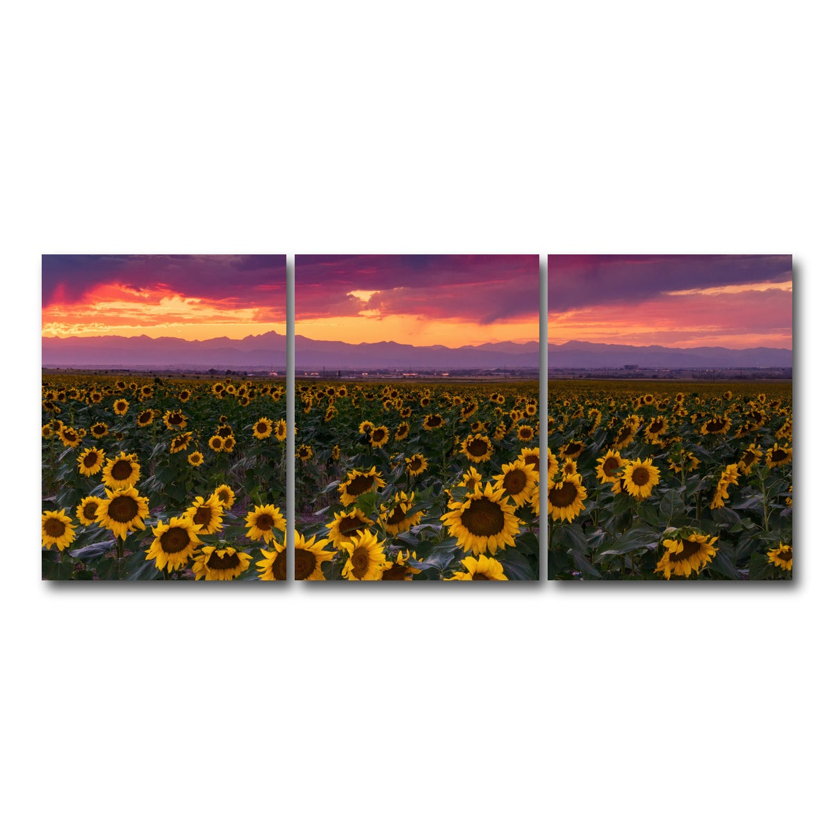 AUTO-MOCKUP WHITE | Colorado Sunflowers | 3 Piece | Gallery Wrap Canvas | group=18x24