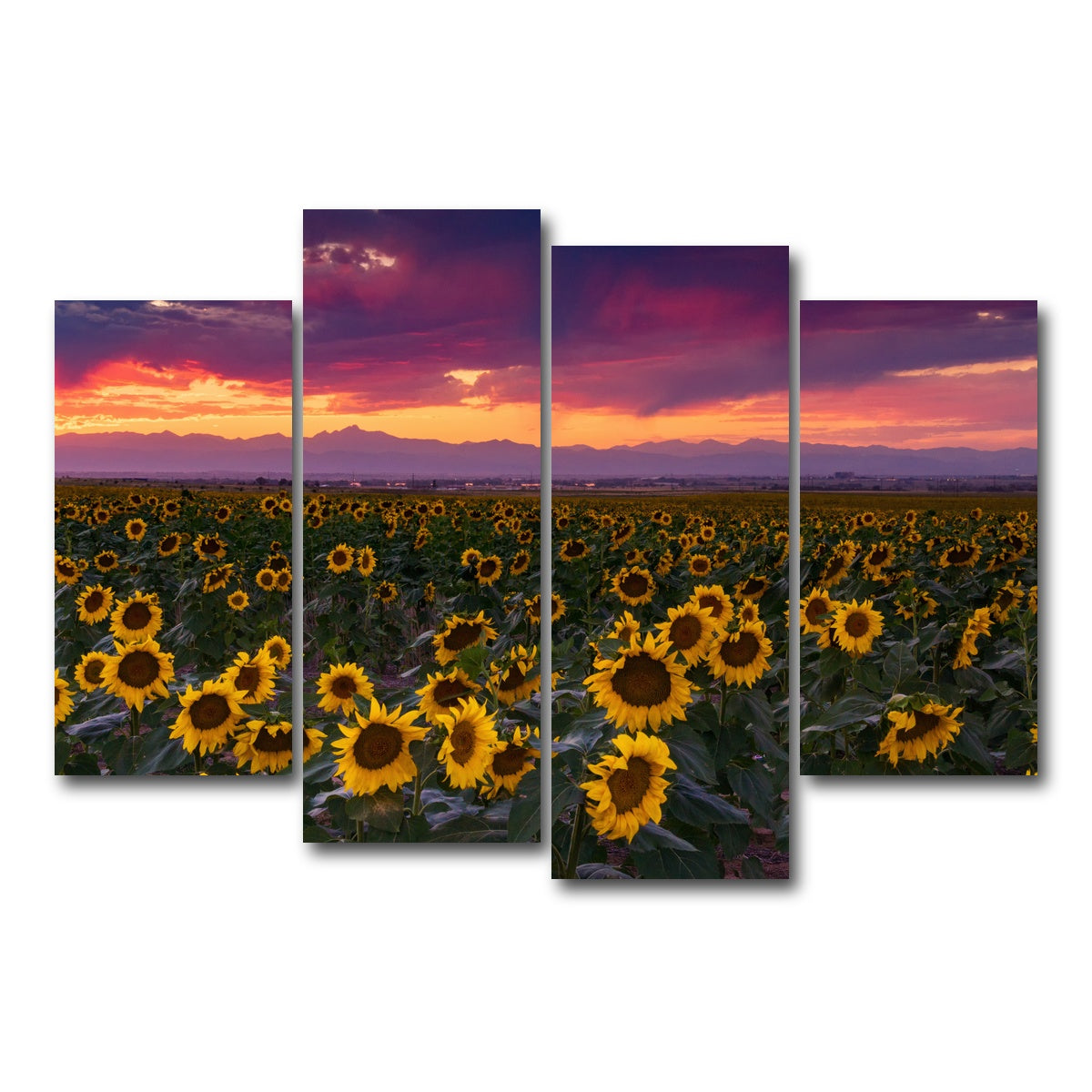 AUTO-MOCKUP WHITE | Colorado Sunflowers | 4 Piece | Gallery Wrap Canvas | group=4_short