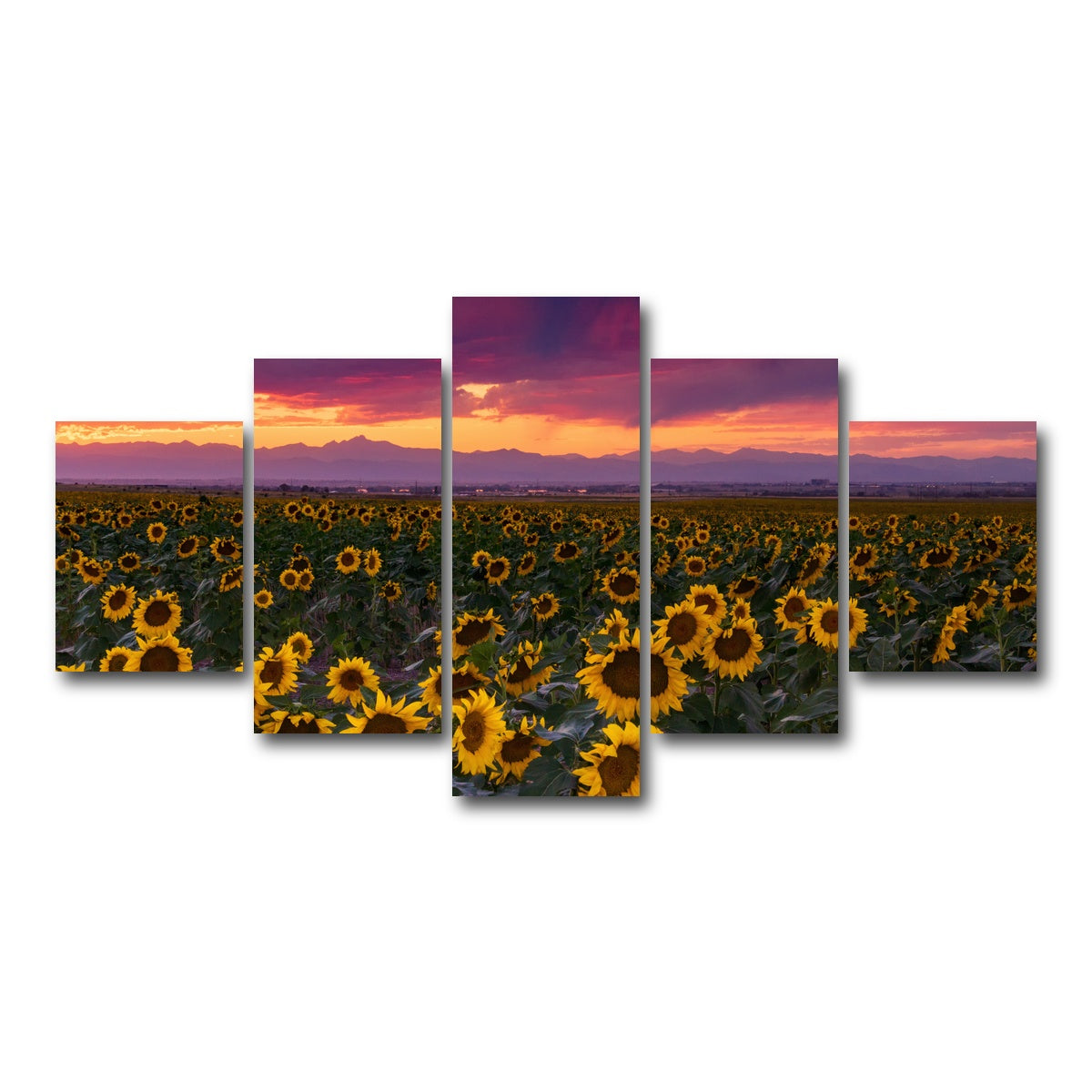 AUTO-MOCKUP WHITE | Colorado Sunflowers | 5 Piece | Gallery Wrap Canvas | group=5_short