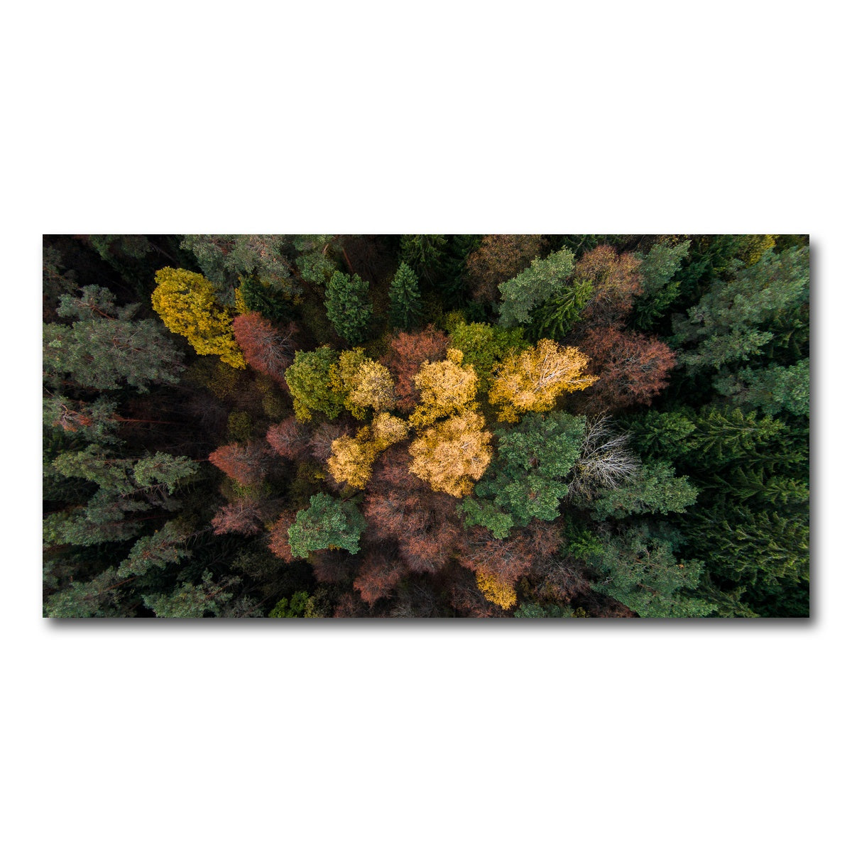 AUTO-MOCKUP WHITE | Colorful Canopy | 1 Piece | Gallery Wrap Canvas | group=2x1