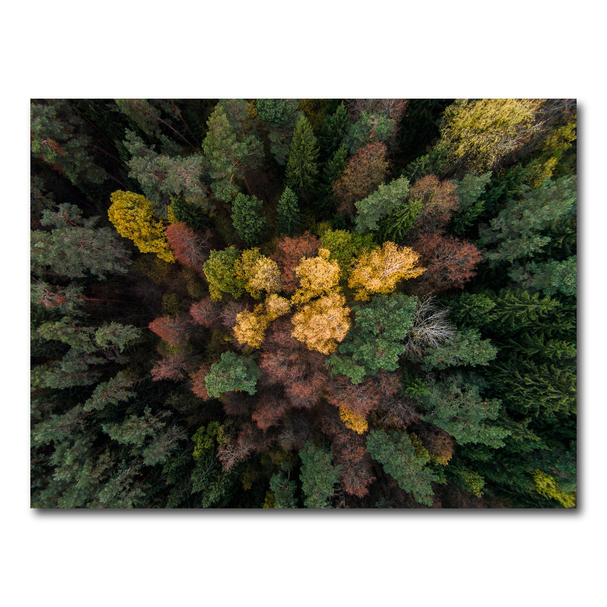 AUTO-MOCKUP WHITE | Colorful Canopy | 1 Piece | Gallery Wrap Canvas | group=4x3