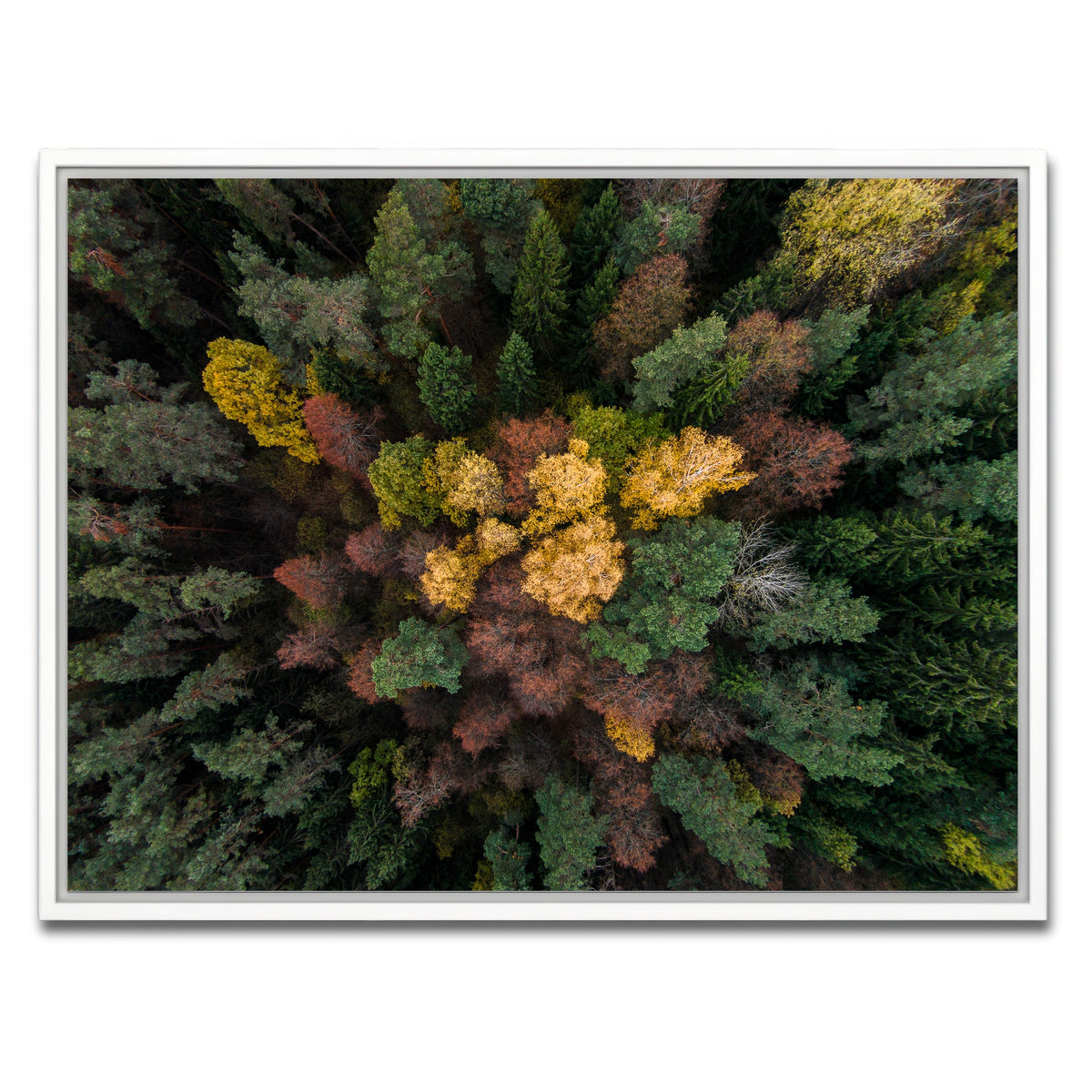 AUTO-MOCKUP WHITE | Colorful Canopy | 1 Piece | White Framed Canvas | group=4x3