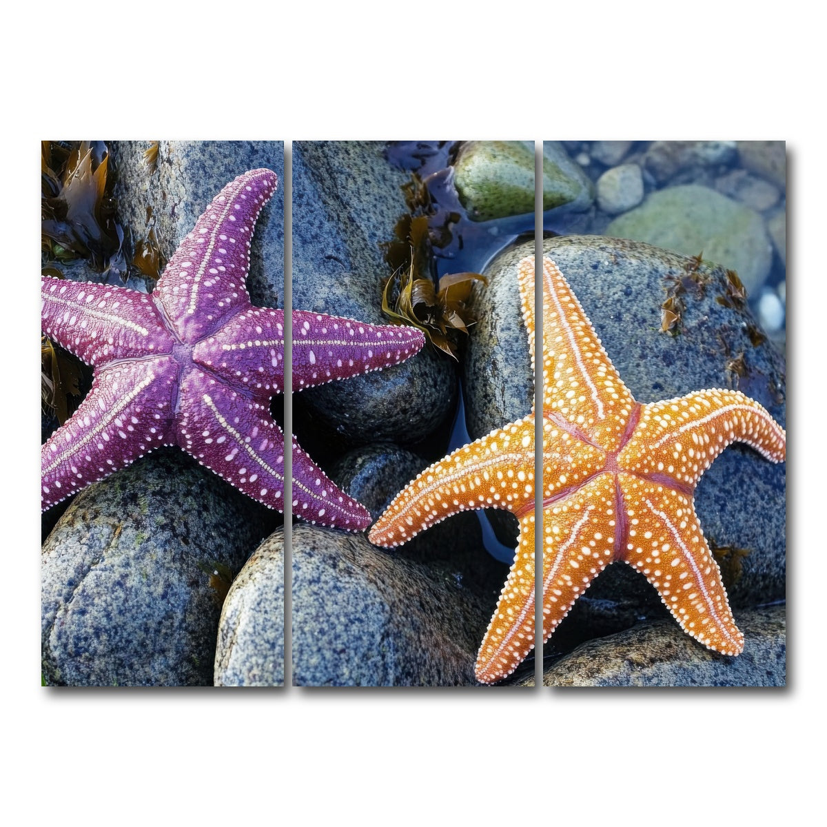 AUTO-MOCKUP WHITE | Colorful starfishes | 3 Piece | Gallery Wrap Canvas | group=8x18