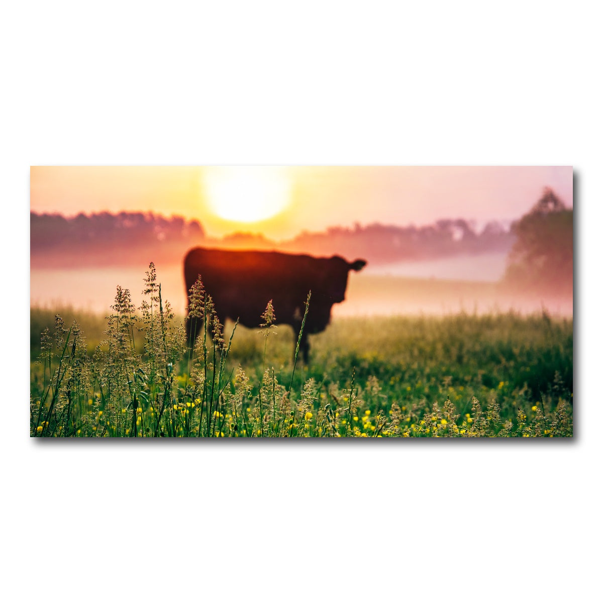 AUTO-MOCKUP WHITE | Cow Sunrise | 1 Piece | Gallery Wrap Canvas | group=2x1