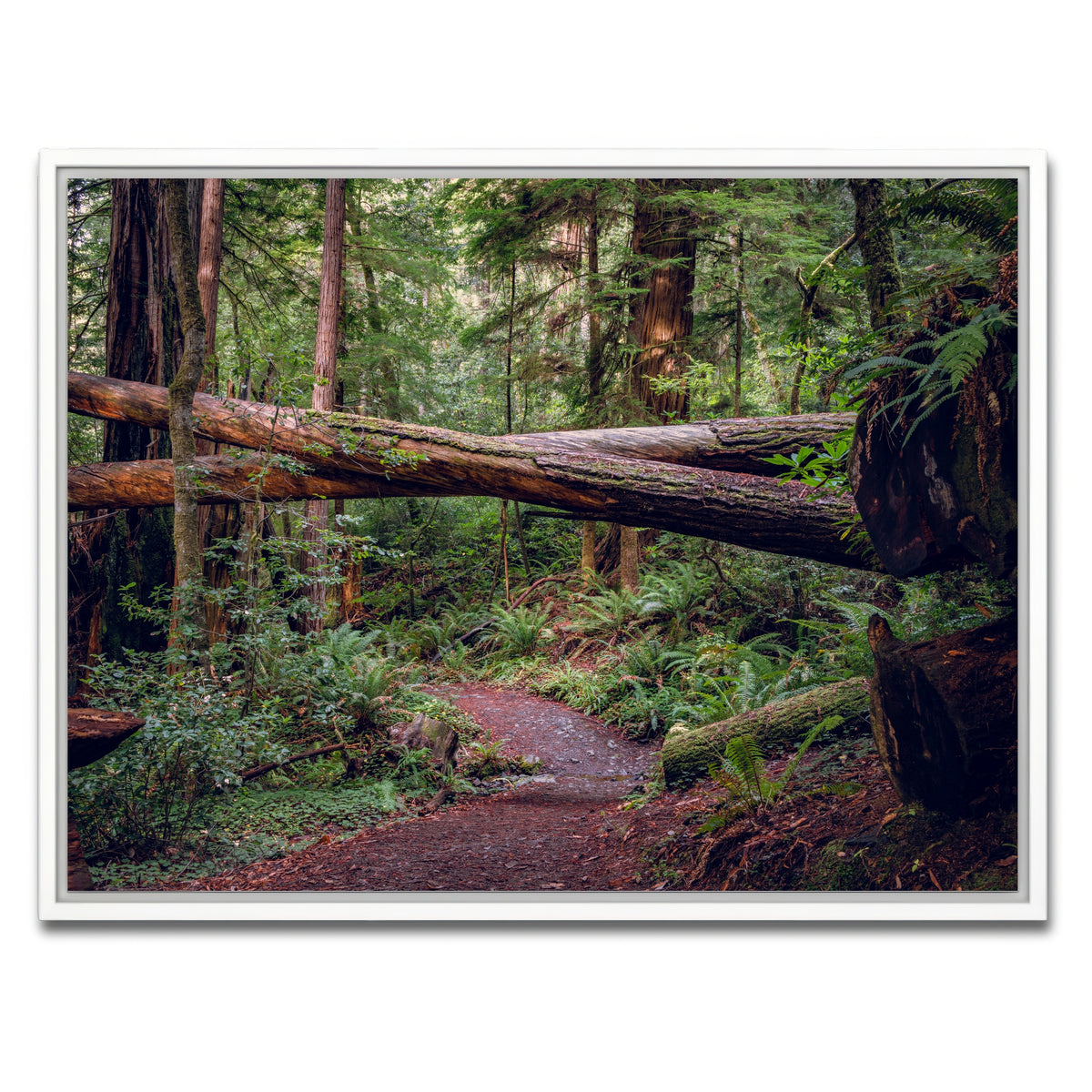 AUTO-MOCKUP WHITE | Crossed Trees | 1 Piece | White Framed Canvas | group=4x3