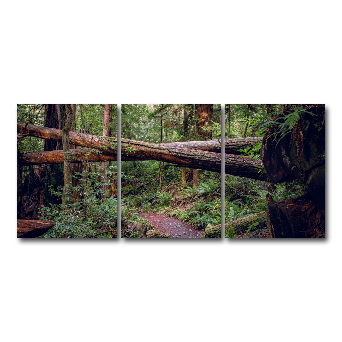 AUTO-MOCKUP WHITE | Crossed Trees | 3 Piece | Gallery Wrap Canvas | group=18x24
