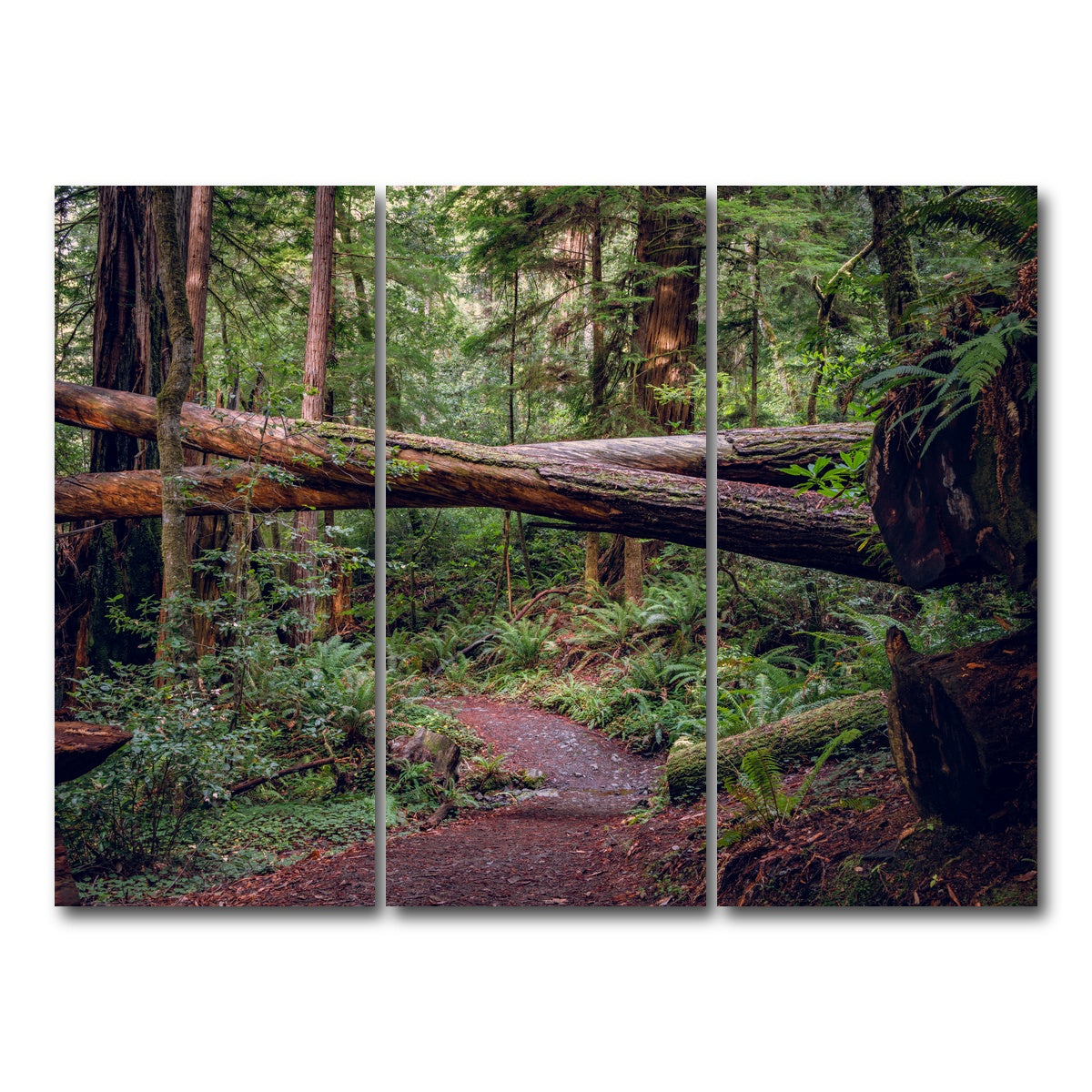 AUTO-MOCKUP WHITE | Crossed Trees | 3 Piece | Gallery Wrap Canvas | group=8x18