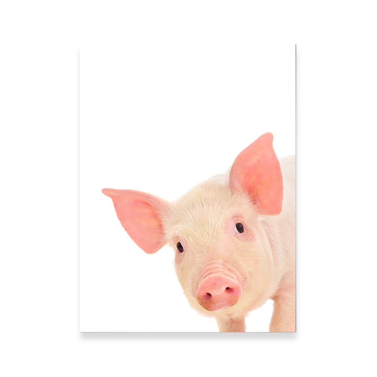 Cute Baby Pig Wall Art