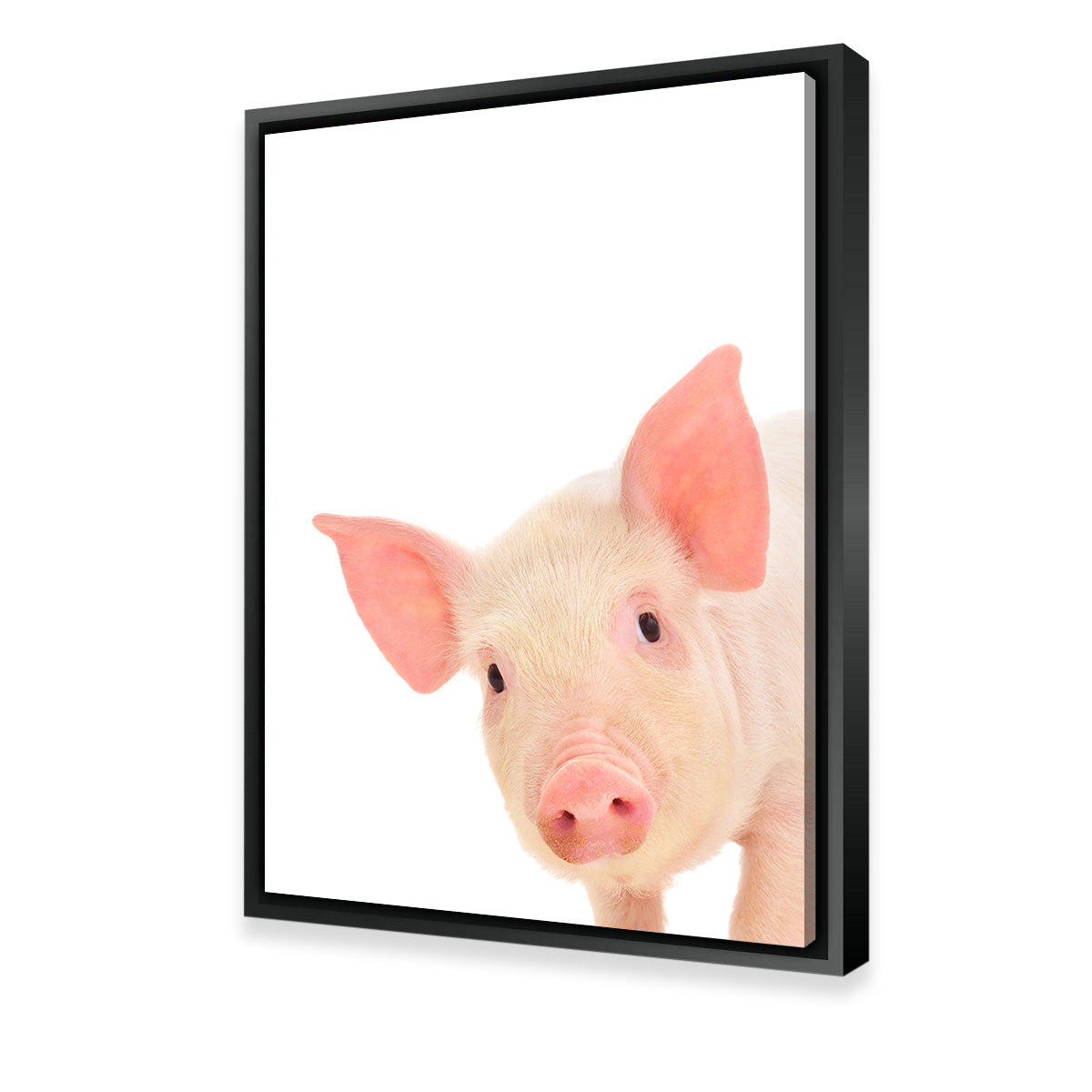 Cute Baby Pig Wall Art