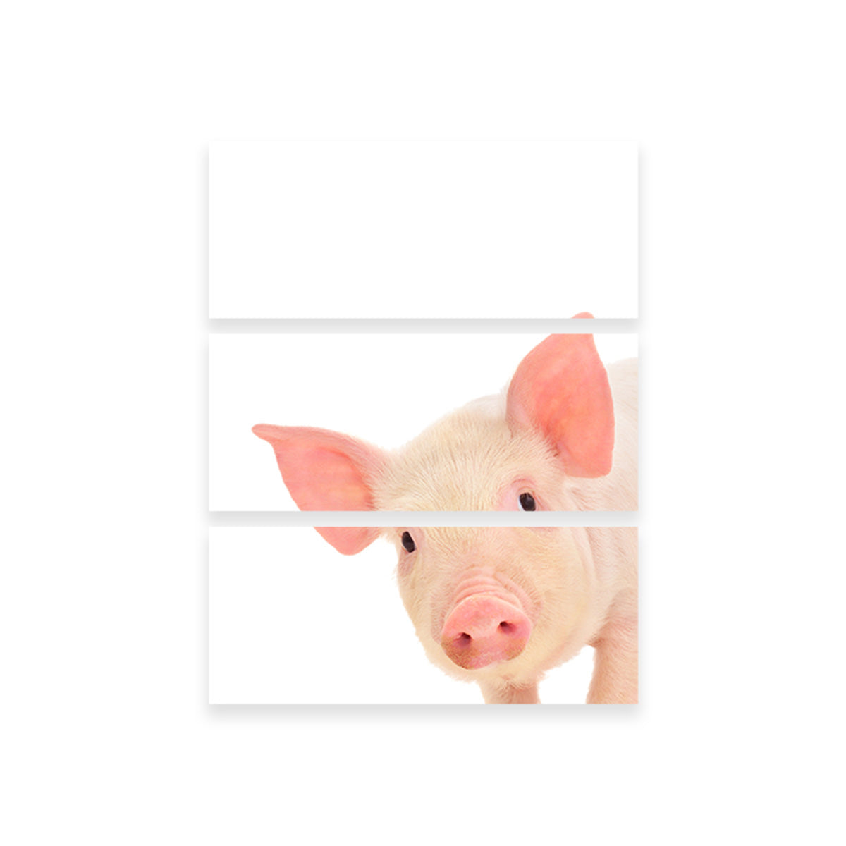 Cute Baby Pig Wall Art