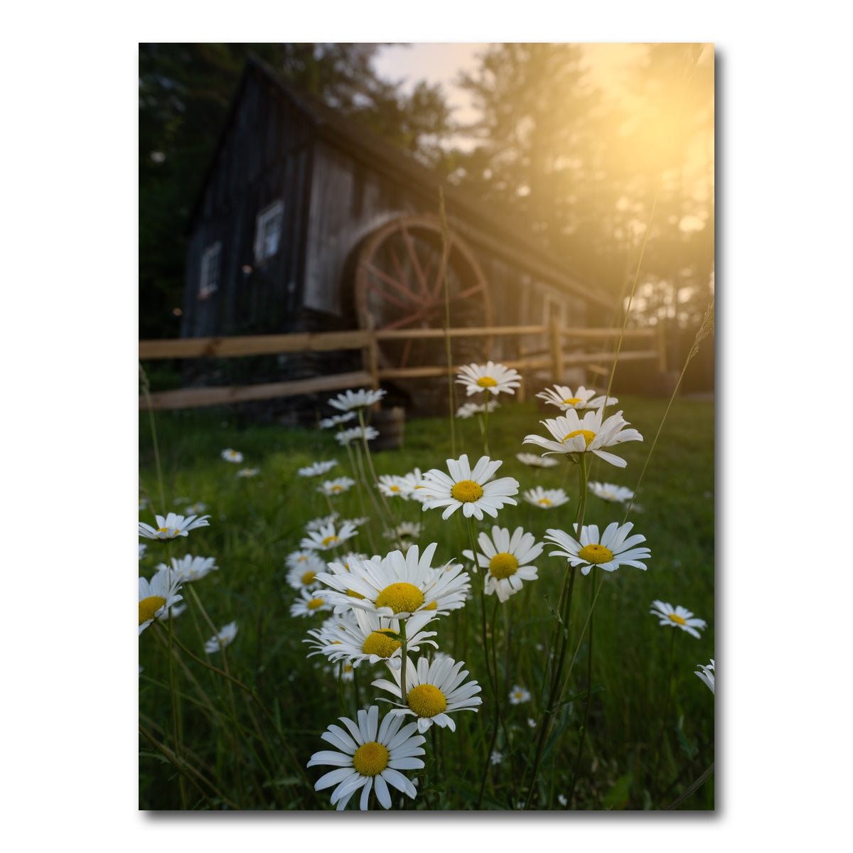 AUTO-MOCKUP WHITE | Daisy-Mill | 1 Piece | Gallery Wrap Canvas | group=3x4