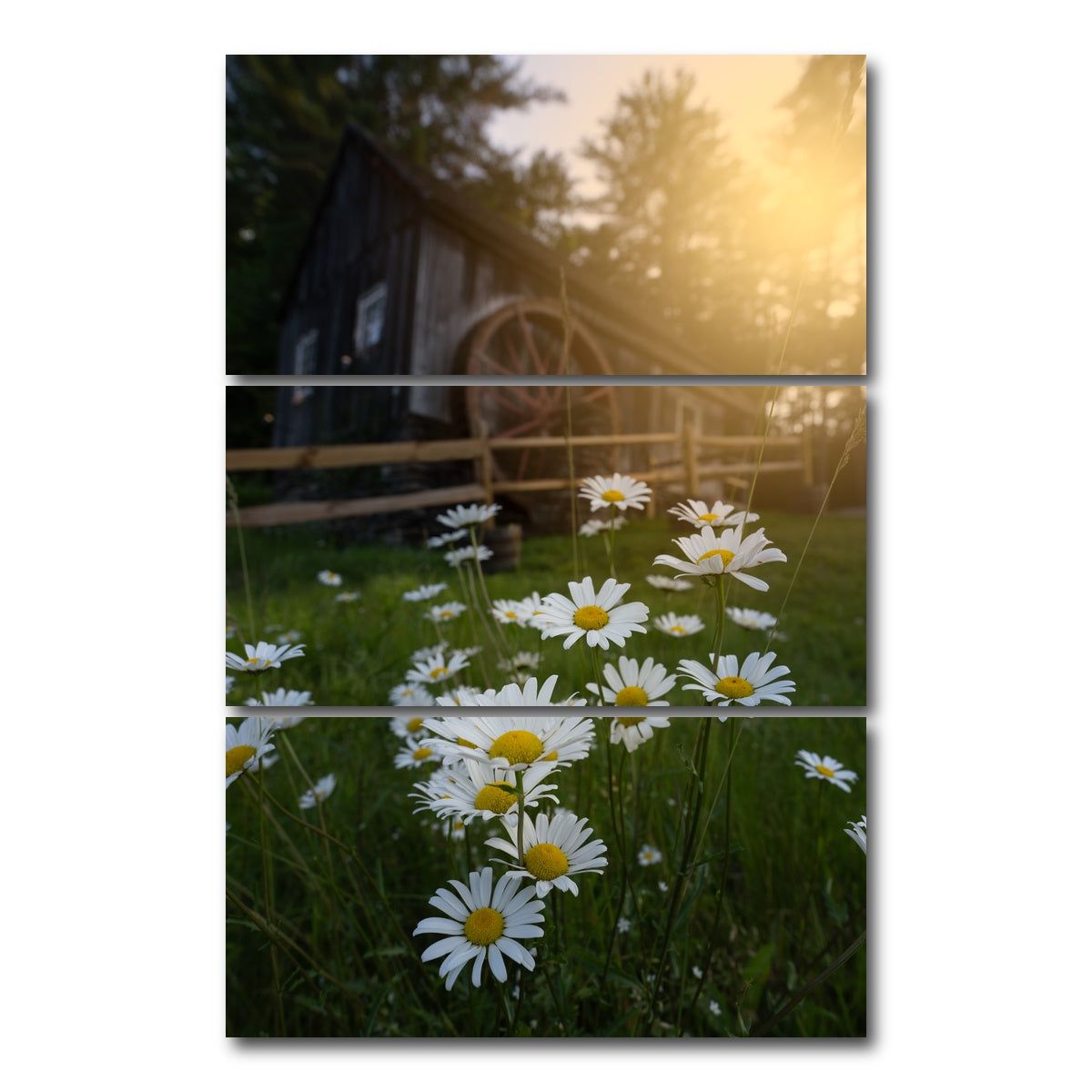 AUTO-MOCKUP WHITE | Daisy-Mill | 3 Piece | Gallery Wrap Canvas | group=12x24_stacked
