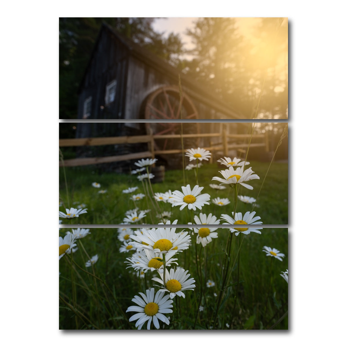 AUTO-MOCKUP WHITE | Daisy-Mill | 3 Piece | Gallery Wrap Canvas | group=8x18_stacked