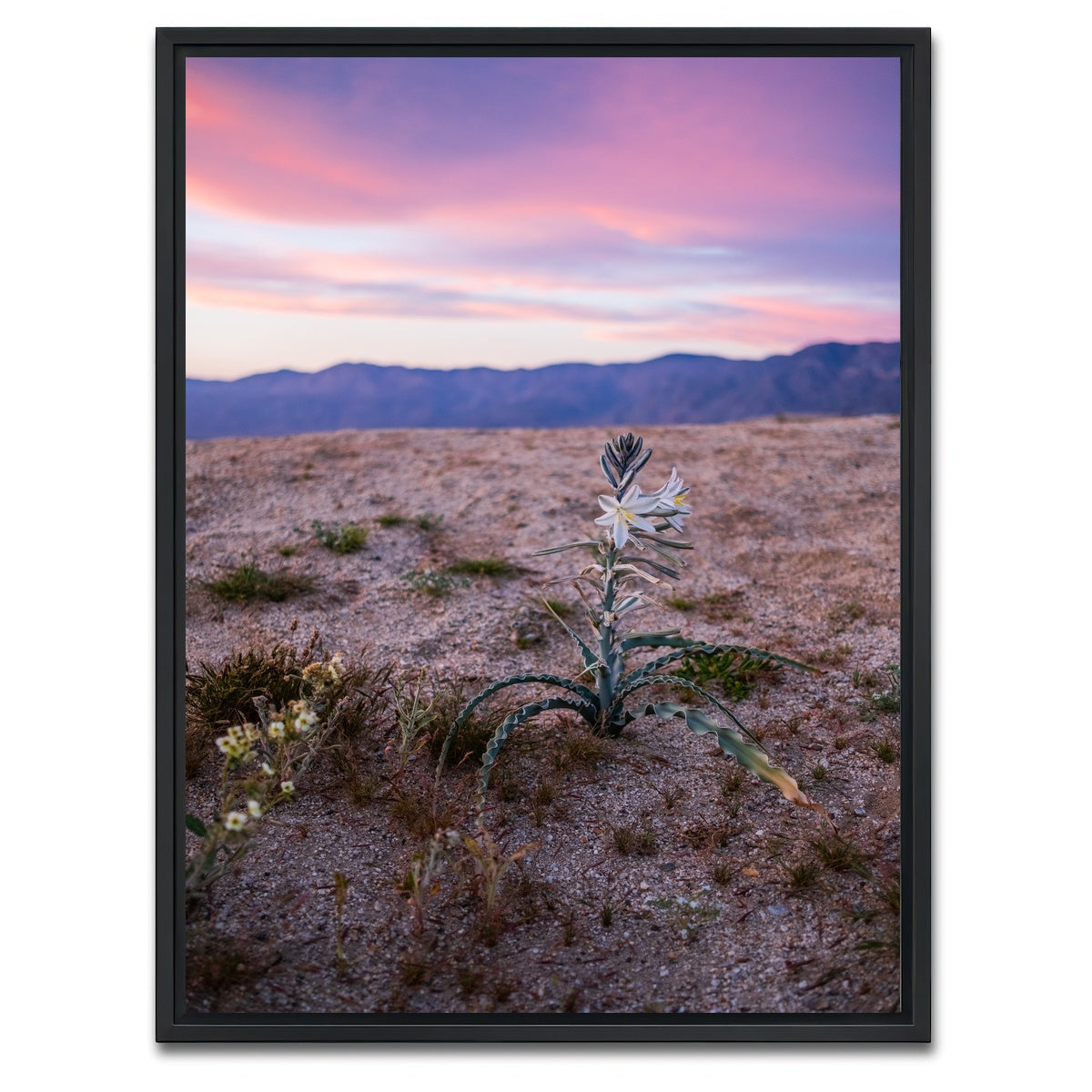 AUTO-MOCKUP WHITE | Desert Wild Flowers | 1 Piece | Black Framed Canvas | group=3x4