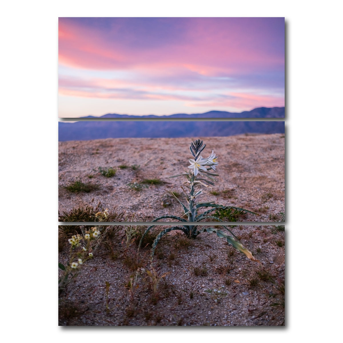 AUTO-MOCKUP WHITE | Desert Wild Flowers | 3 Piece | Gallery Wrap Canvas | group=8x18_stacked