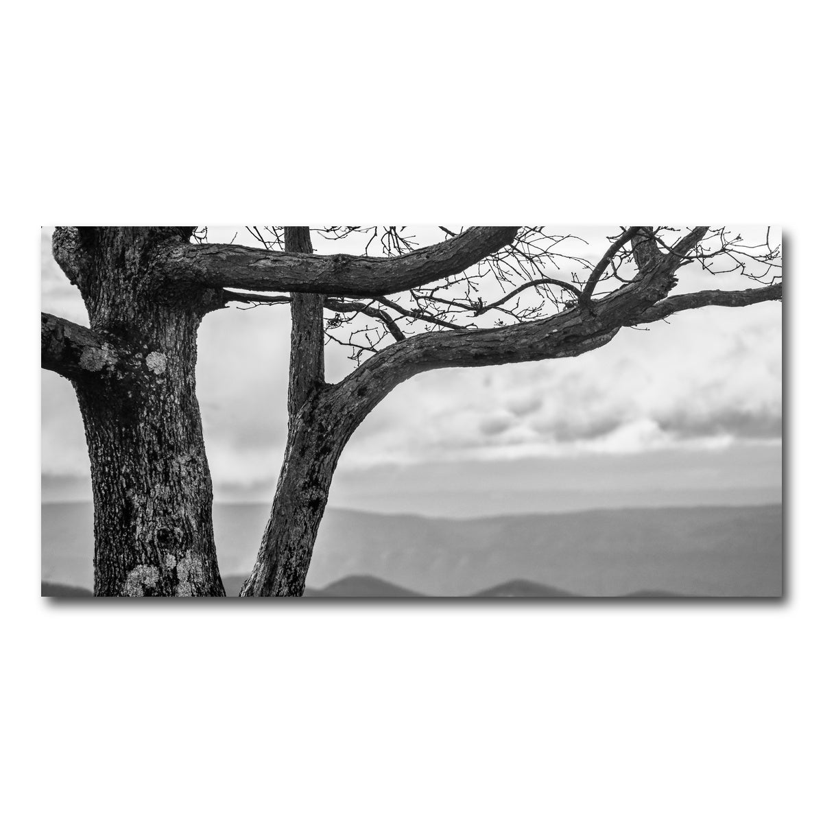 AUTO-MOCKUP WHITE | Desolate Limbs | 1 Piece | Gallery Wrap Canvas | group=2x1