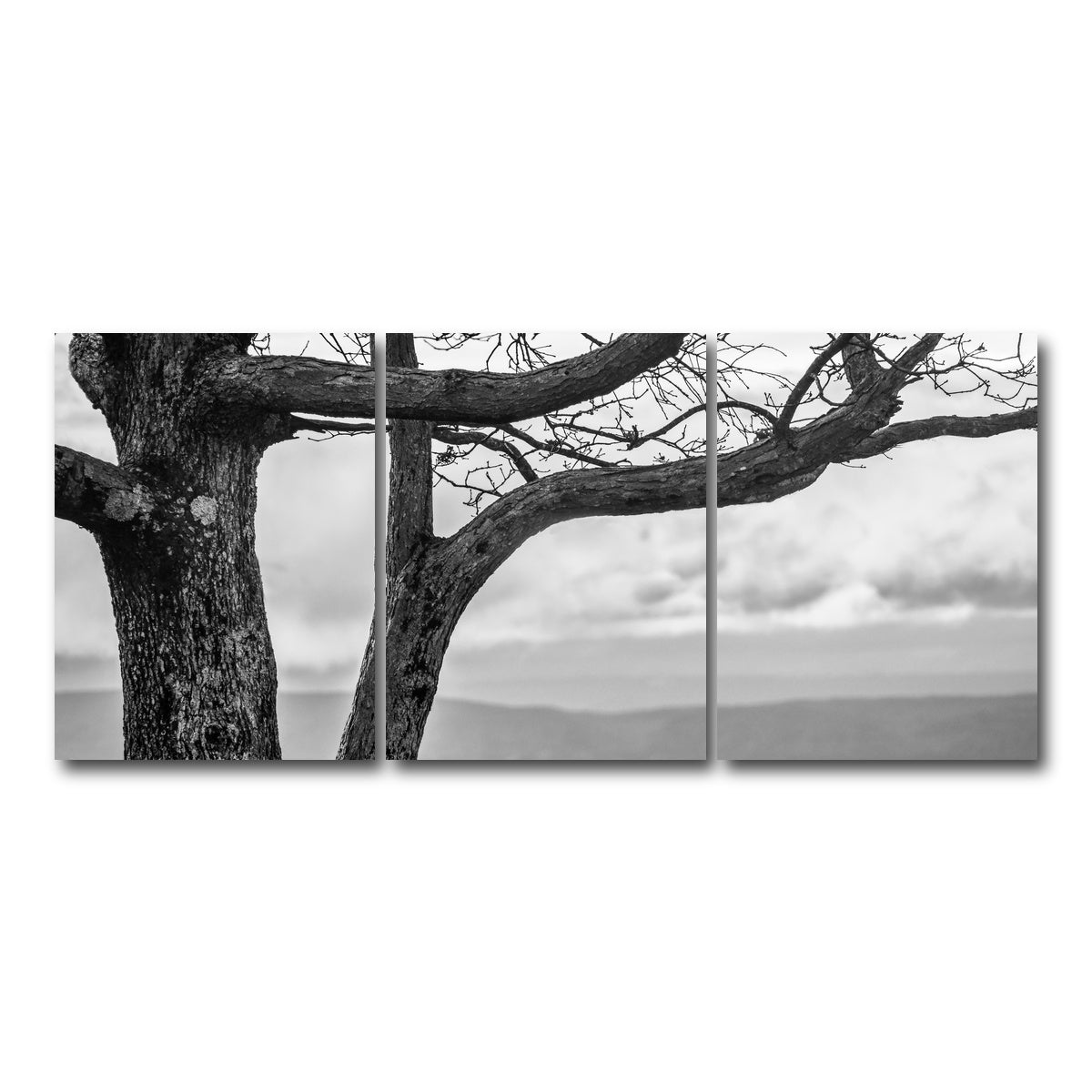 AUTO-MOCKUP WHITE | Desolate Limbs | 3 Piece | Gallery Wrap Canvas | group=18x24
