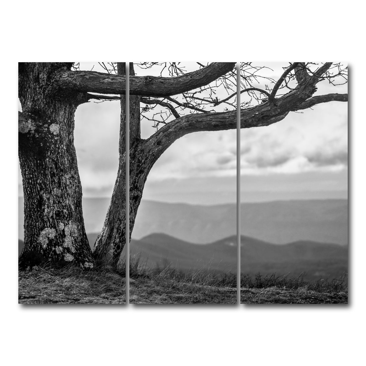 AUTO-MOCKUP WHITE | Desolate Limbs | 3 Piece | Gallery Wrap Canvas | group=8x18